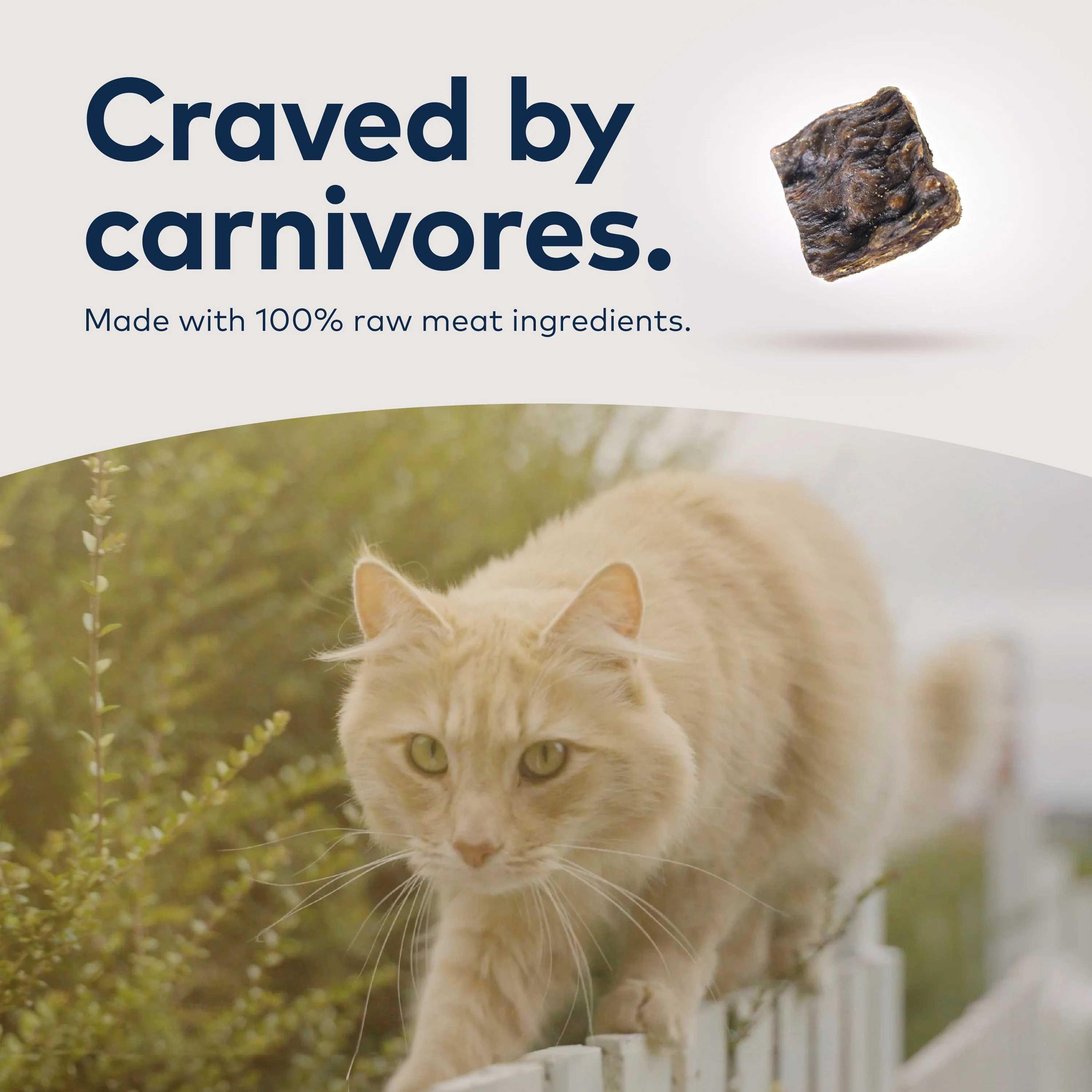 Air-Dried Cat Food- All Natural, High Protein, Grain Free, Limited Ingredient w/ Superfoods - Image 7