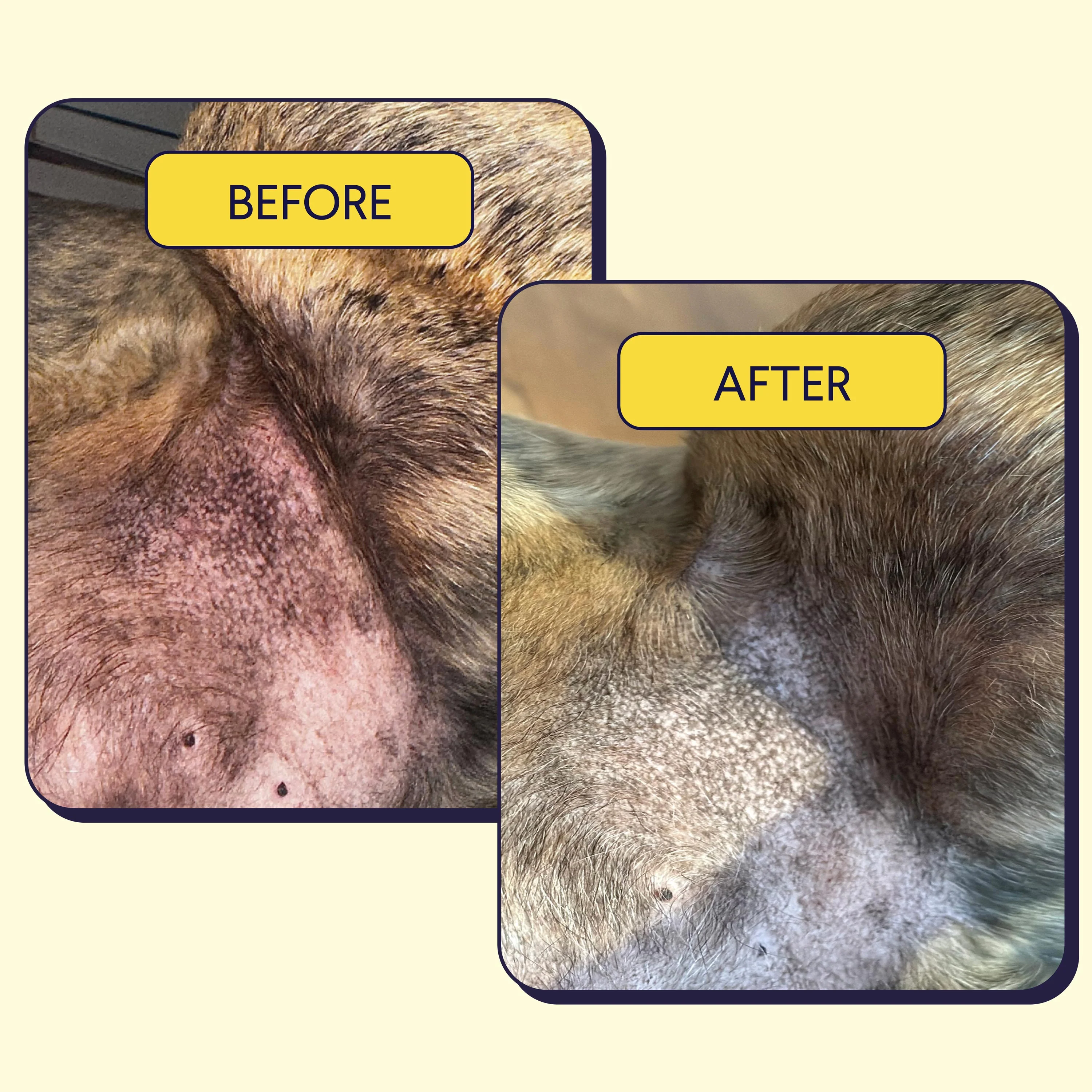 Allergy & Itch Supplement For Dogs - Image 4