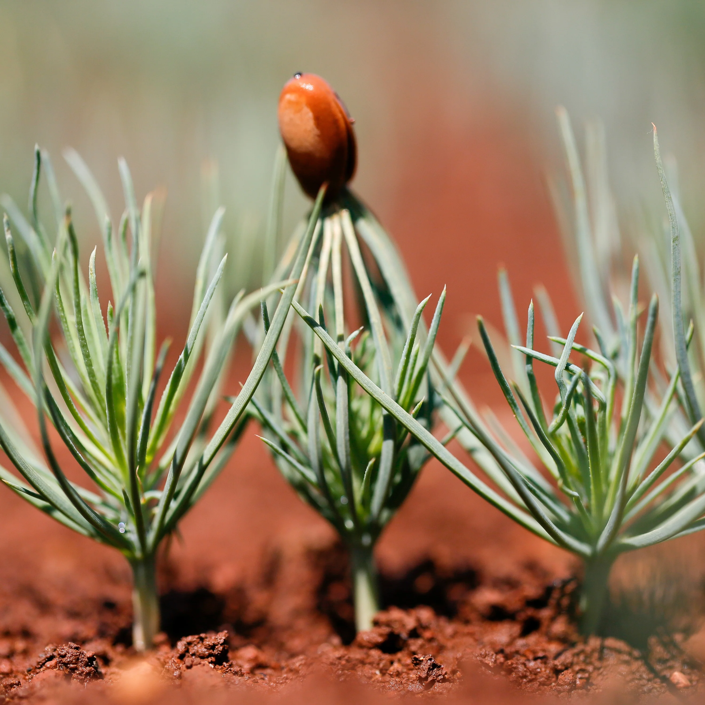 Tree Planting: California Wildfire Restoration - Image 10