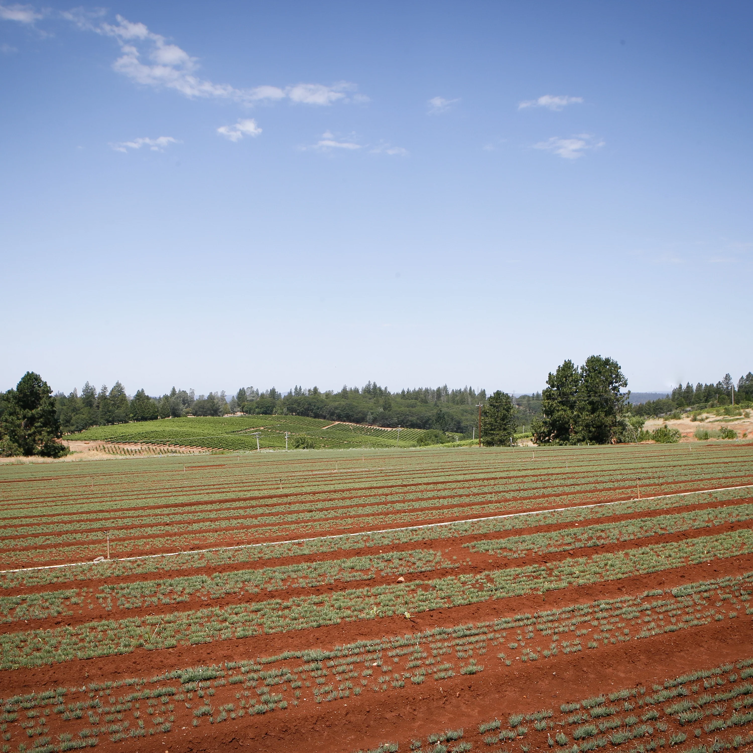 Tree Planting: California Wildfire Restoration - Image 11