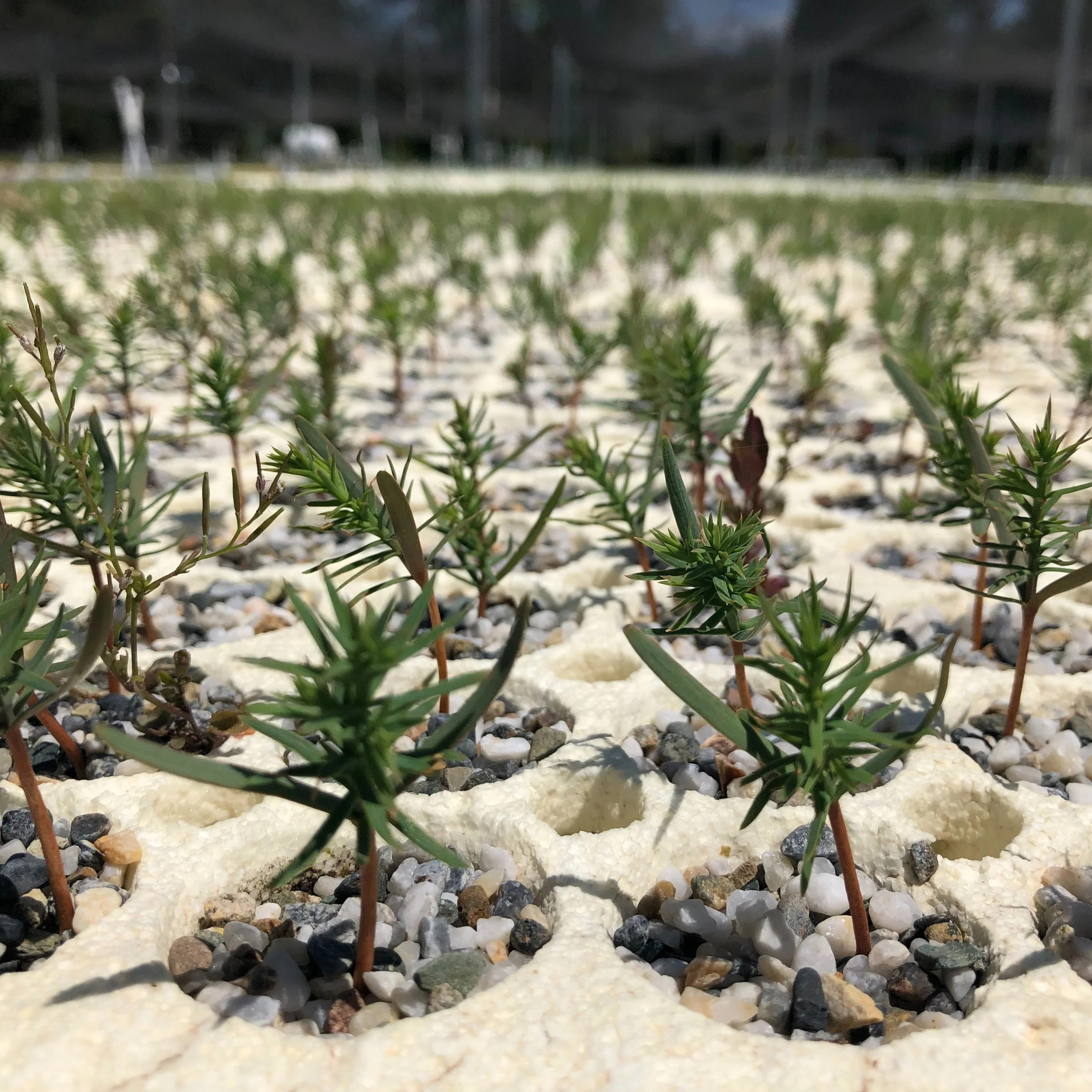 Tree Planting: California Wildfire Restoration - Image 12