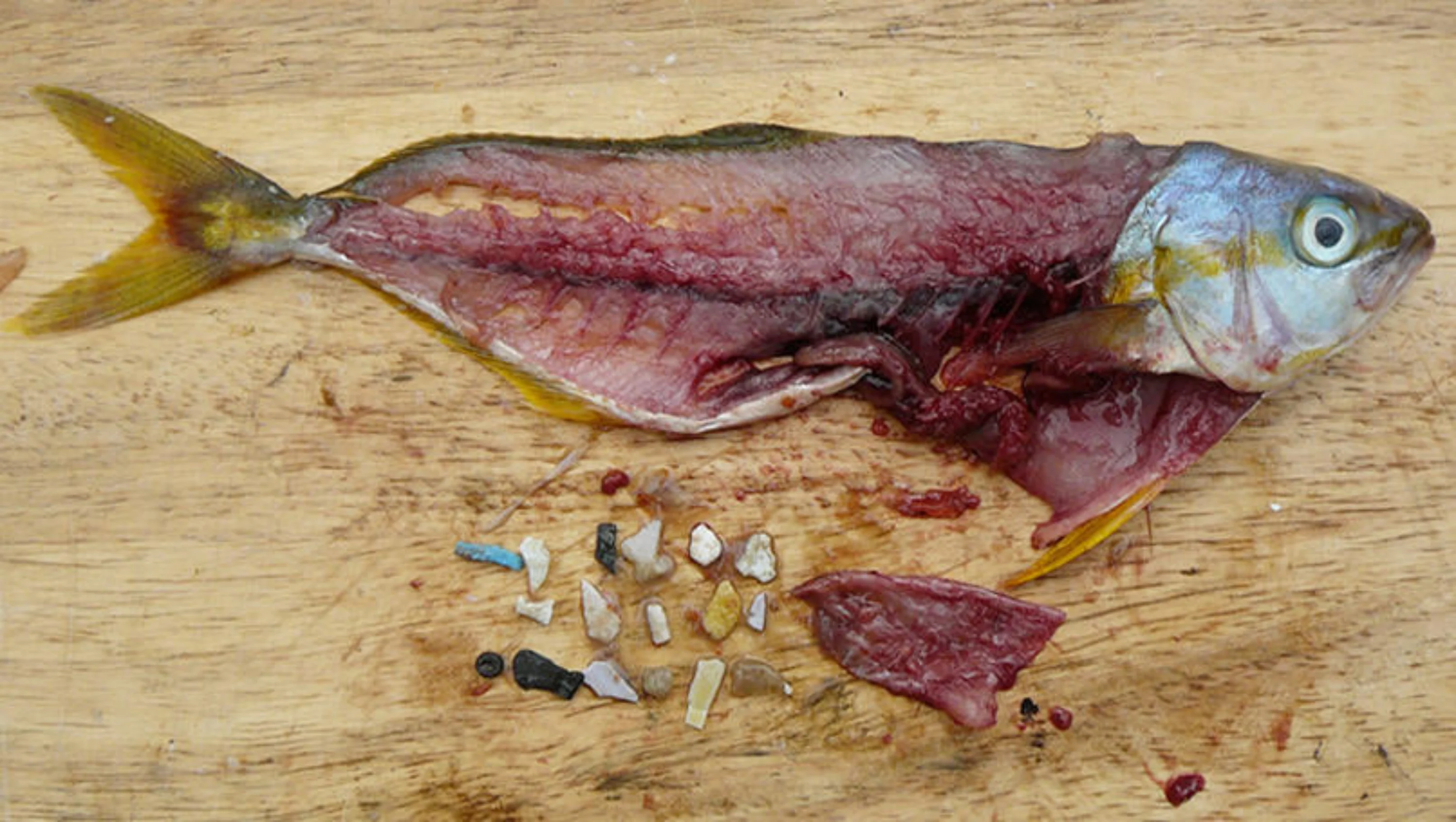Protect People and Planet from Microplastics - Image 3