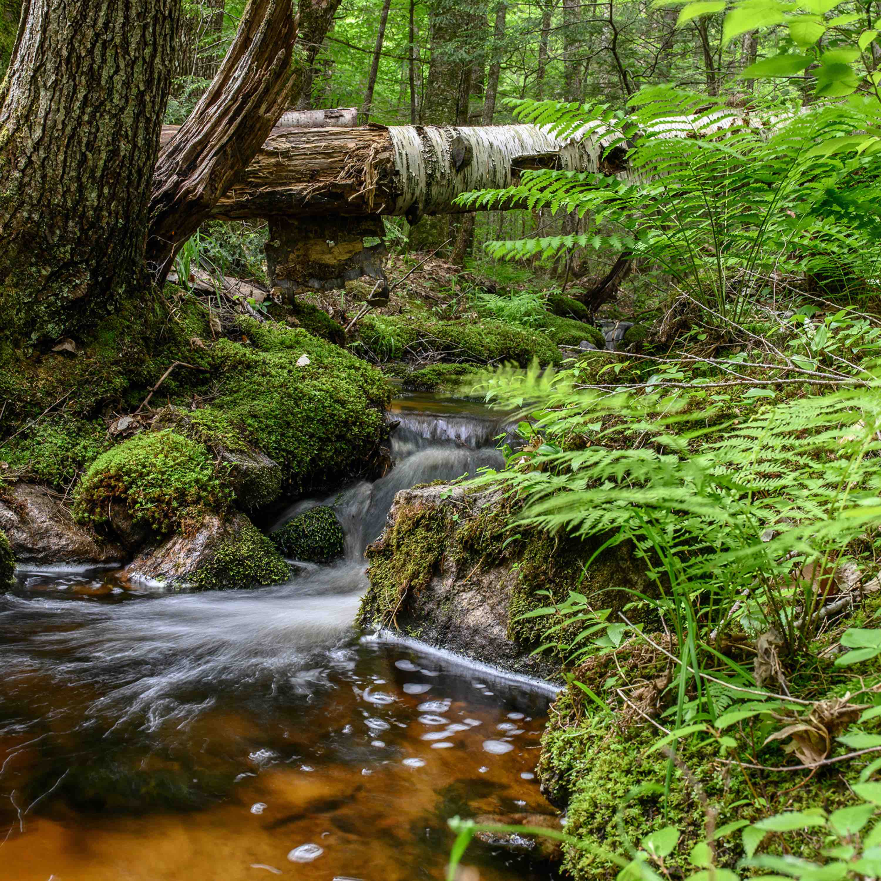 Protect Safe Drinking Water in Maine - Image 4