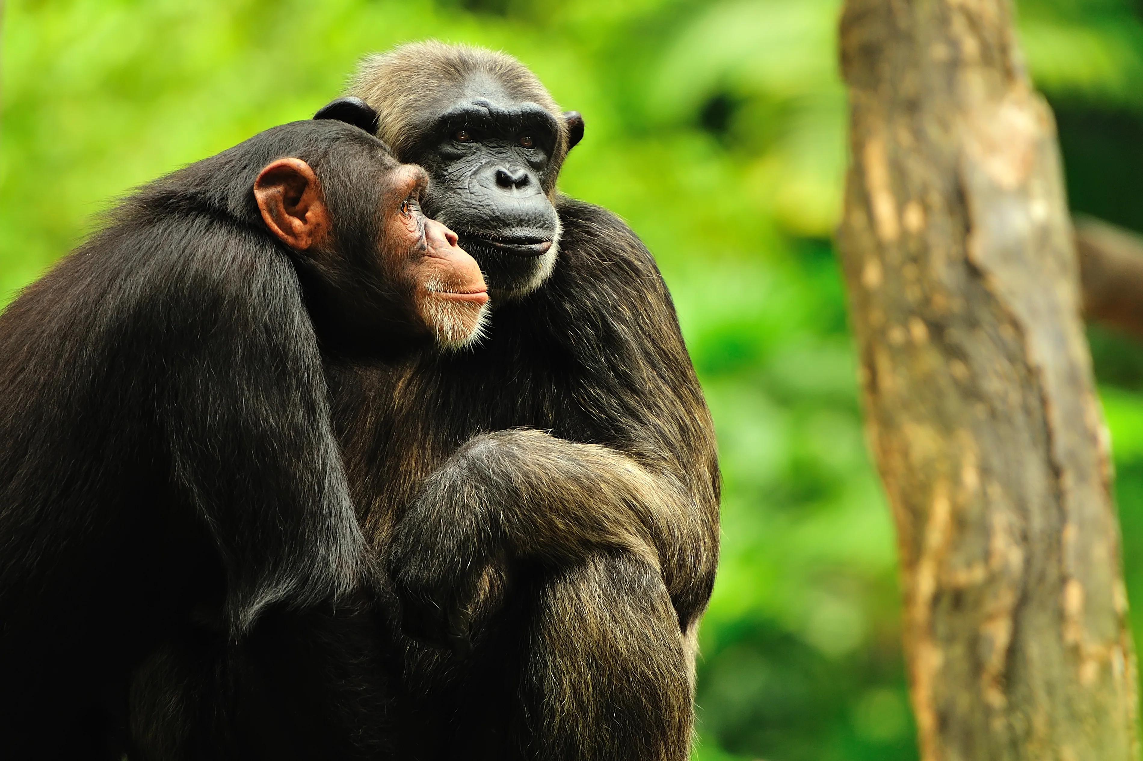 Safeguard Critical Rainforest Habitat - Image 9