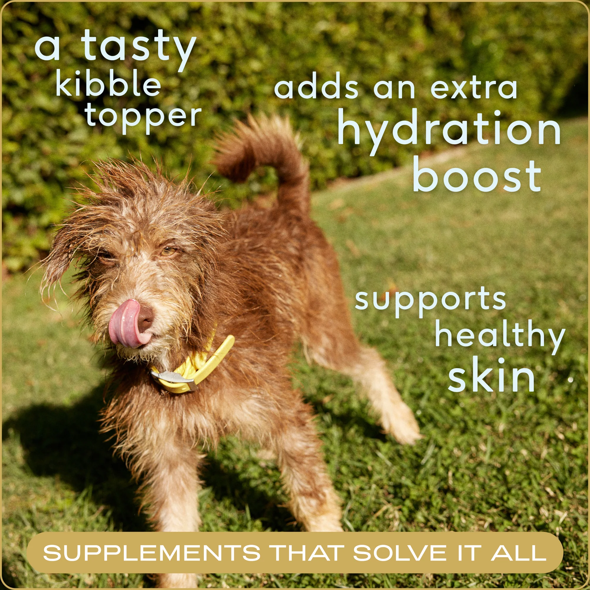Beef Bone Broth Topper for Dogs - Image 6