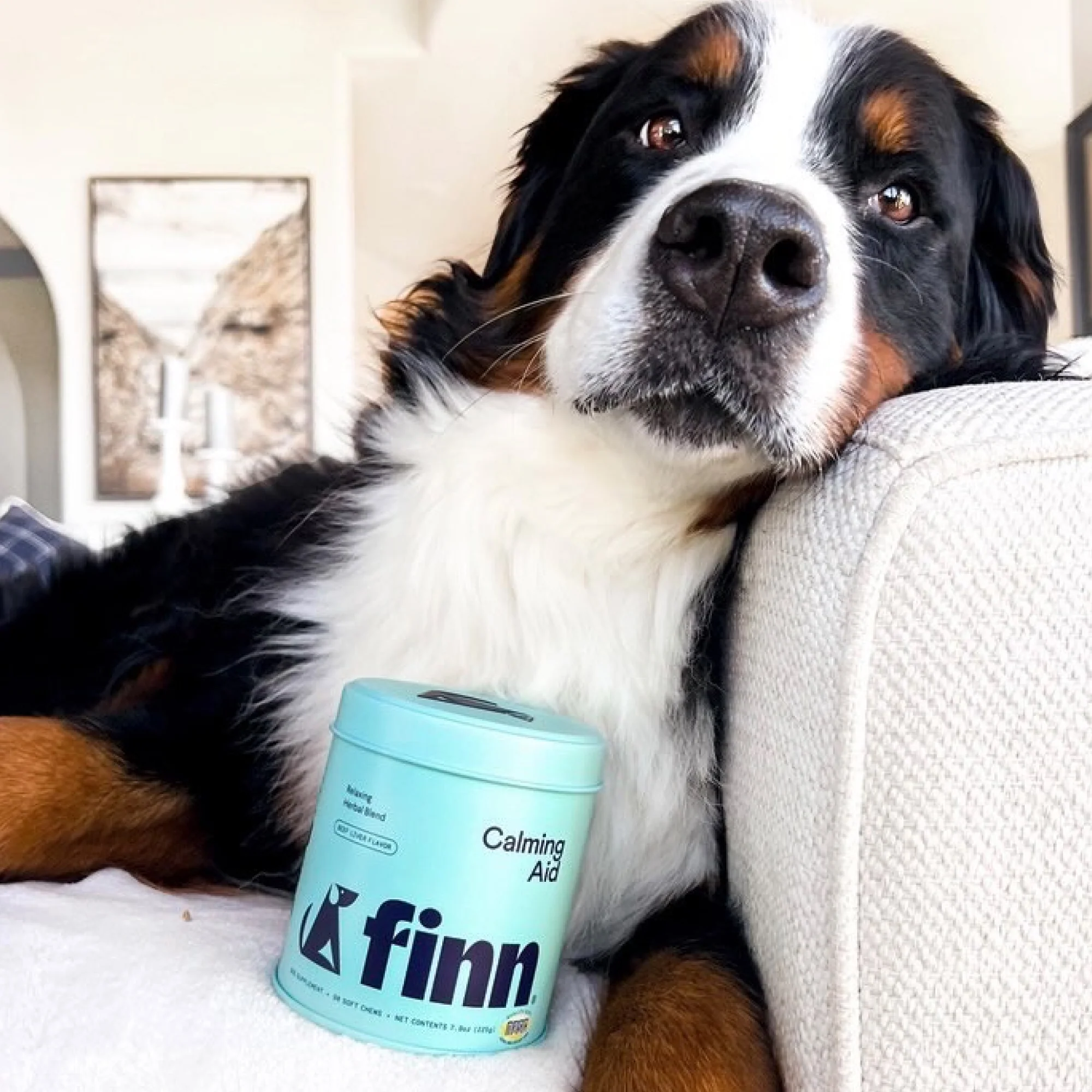 Calming Aid Supplement for Dogs - Image 7