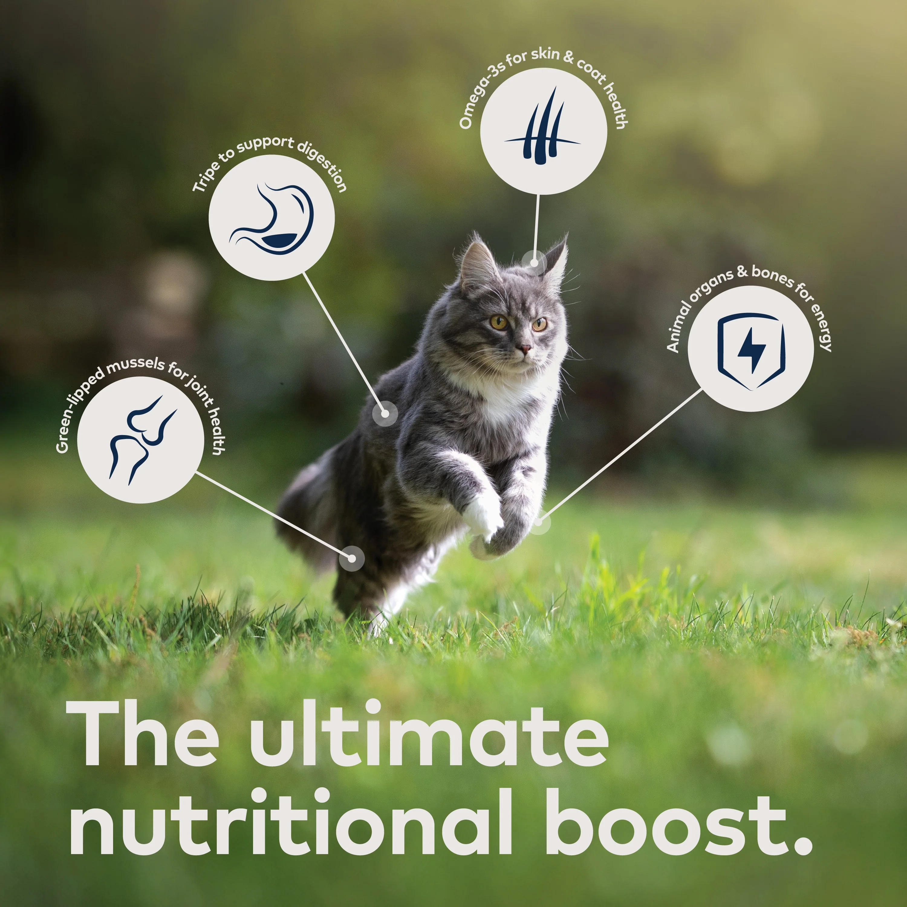 Canned Wet Cat Food - Lamb – All Natural, High Protein, Grain Free, Limited Ingredient, with Superfoods - Image 5