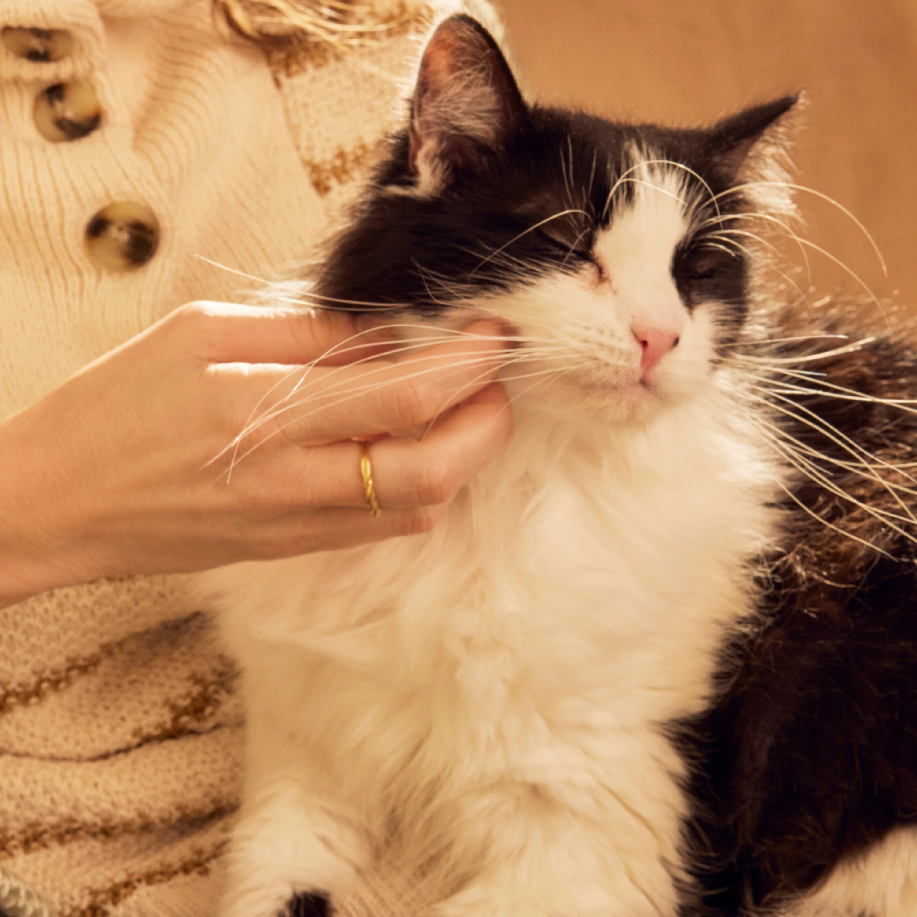 Cat No-Rinse Shampoo - Image 4