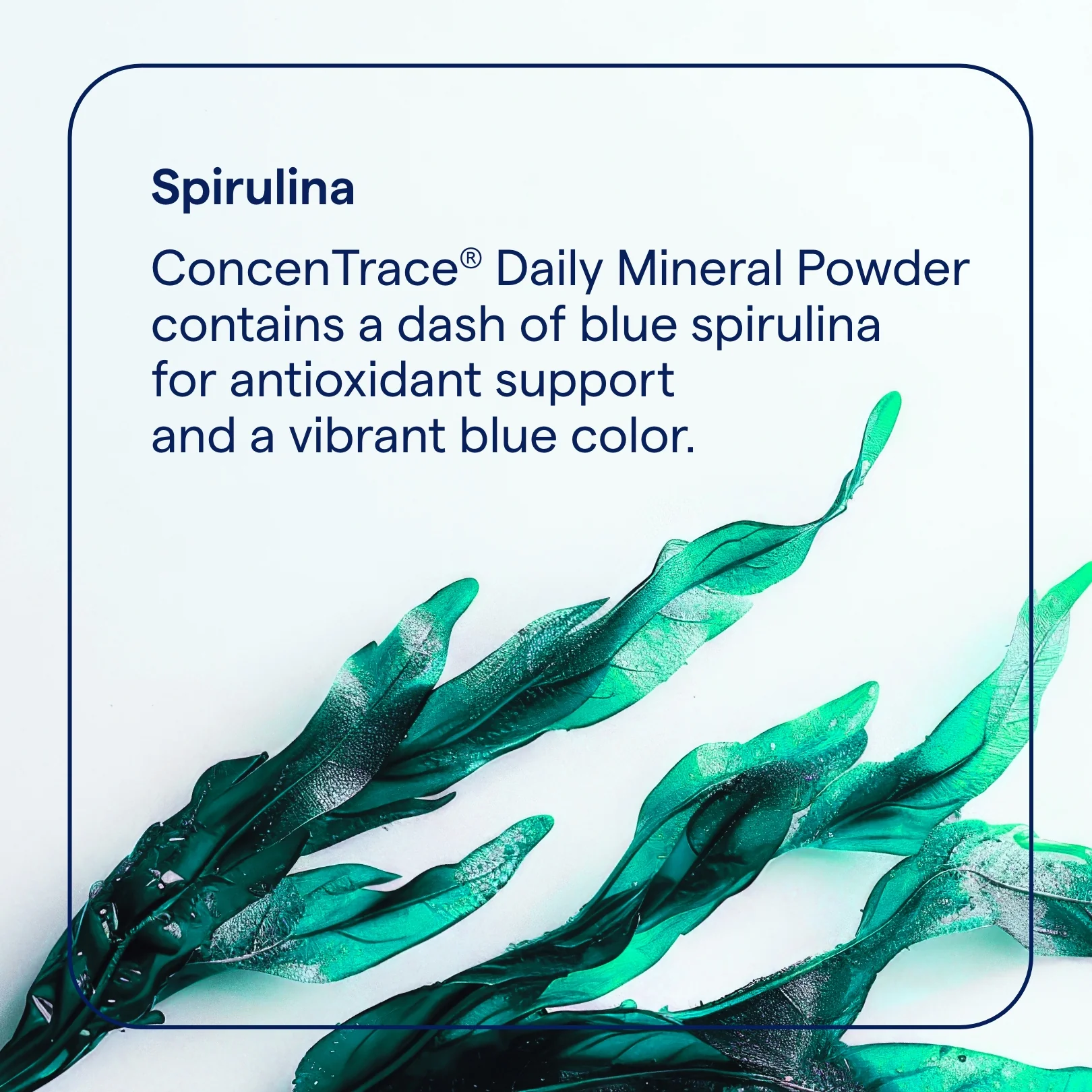 ConcenTrace Daily Mineral Powder - Image 21