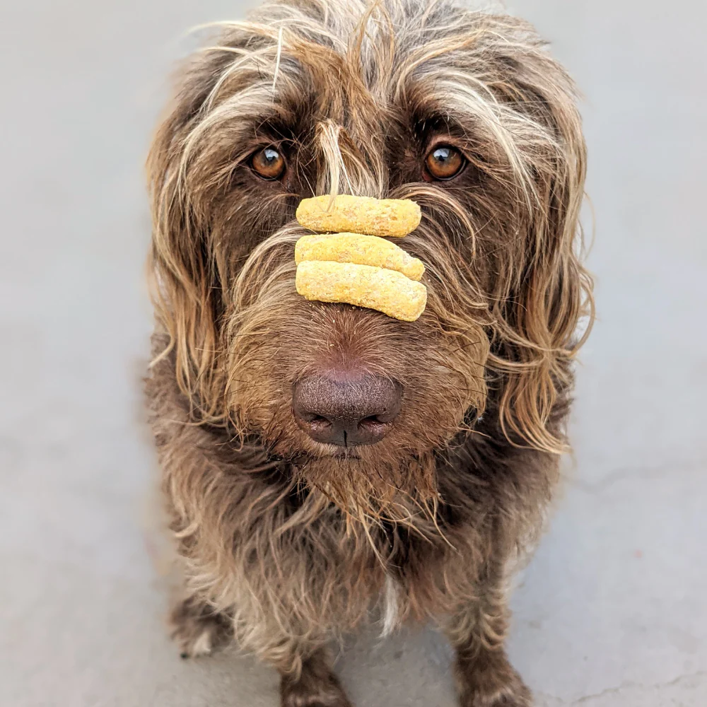 Dog Treats - Image 3