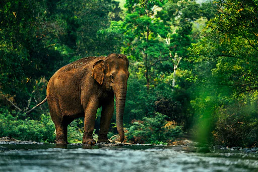 Forest and Biodiversity Protection - Image 4