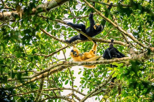 Forest and Biodiversity Protection - Image 9
