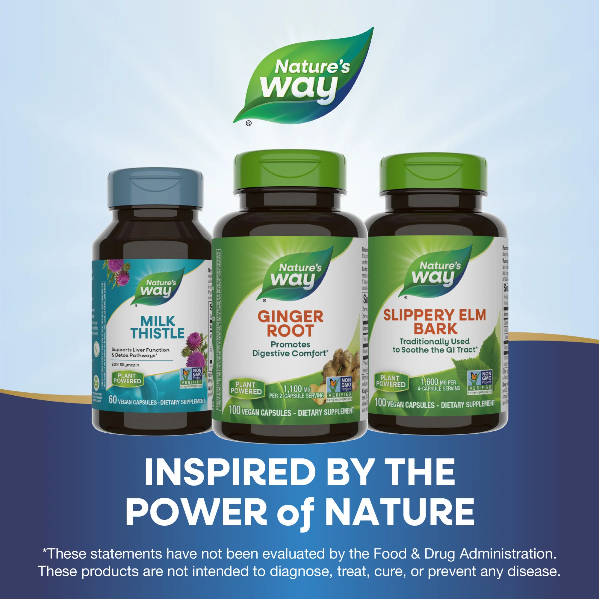 Ginger Root - For Traditional Digestive Support - Image 3