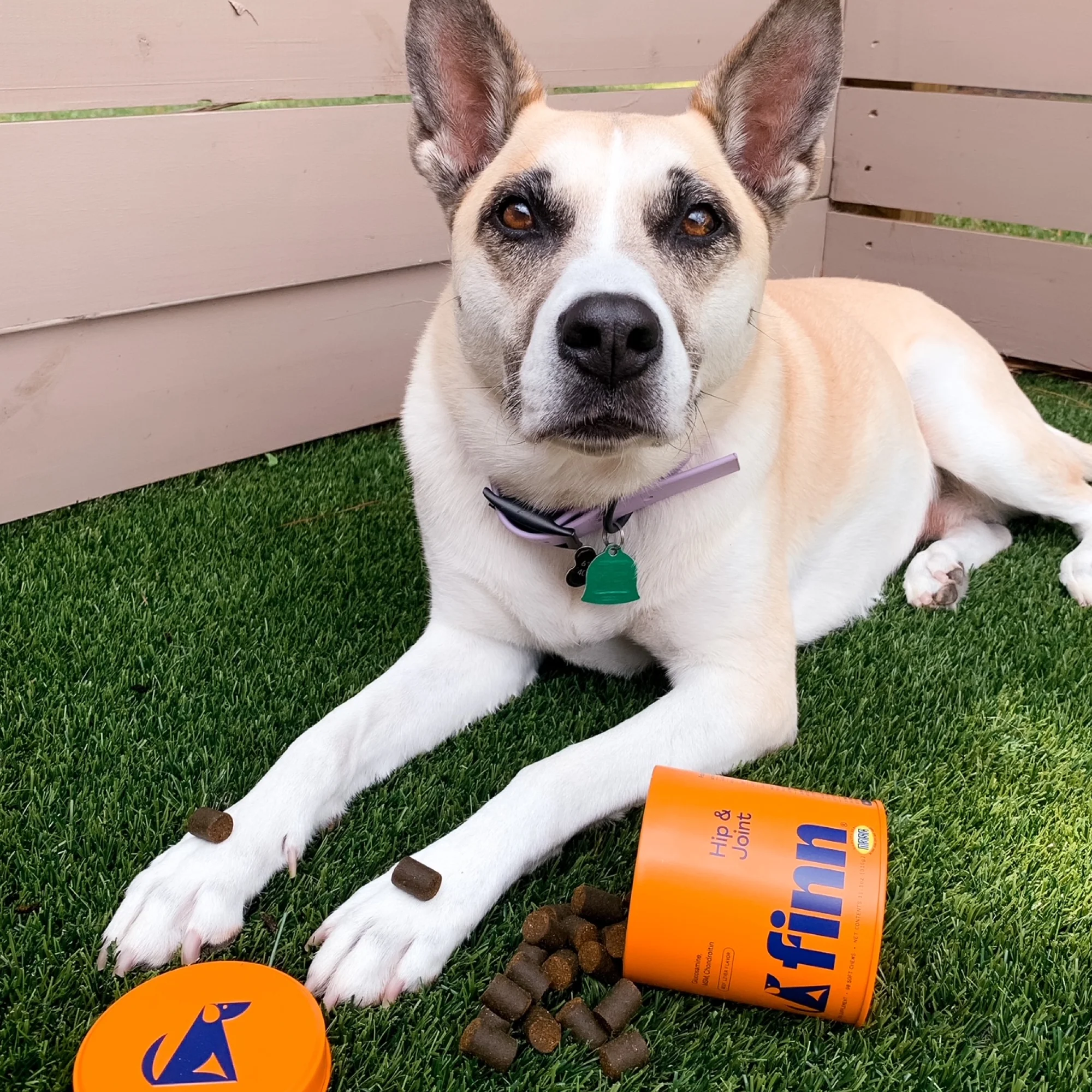 Hip & Joint Supplement for Dogs - Image 9