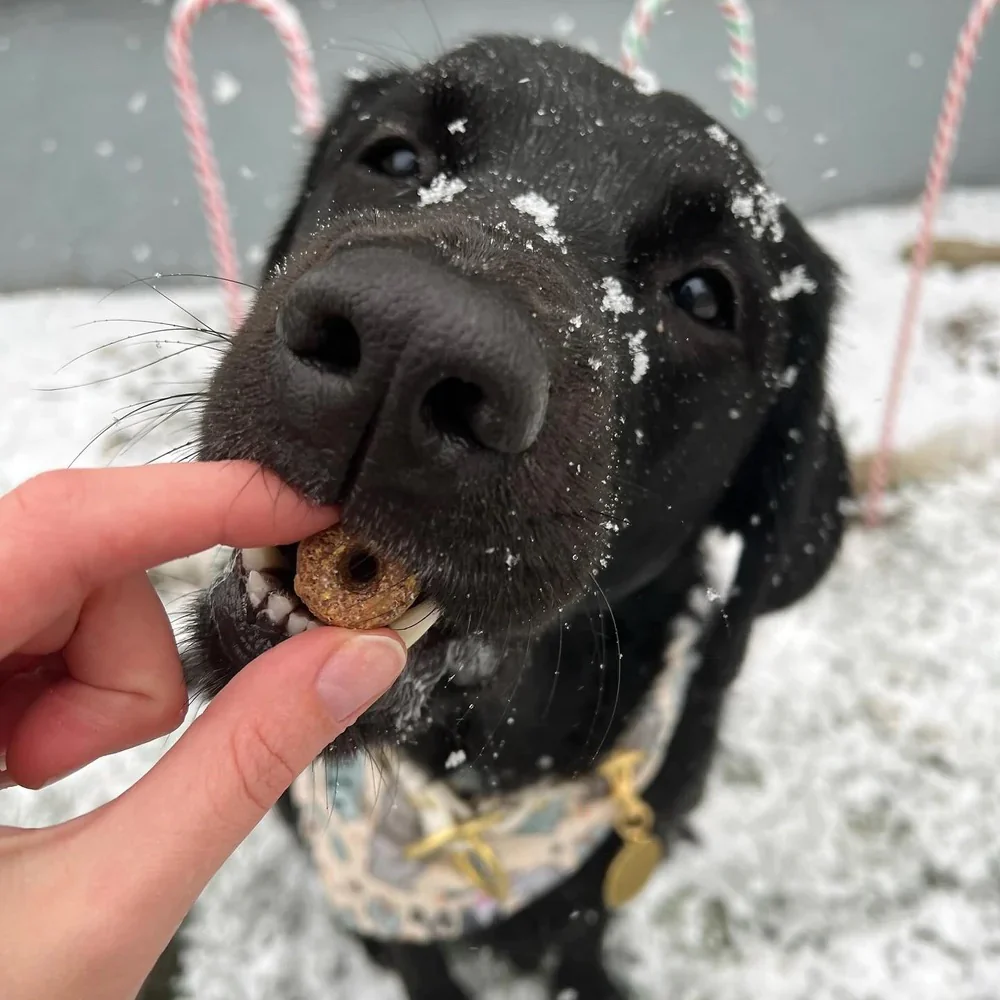 Hole Lotta Cake - Crunchy Dog Treat - Image 5