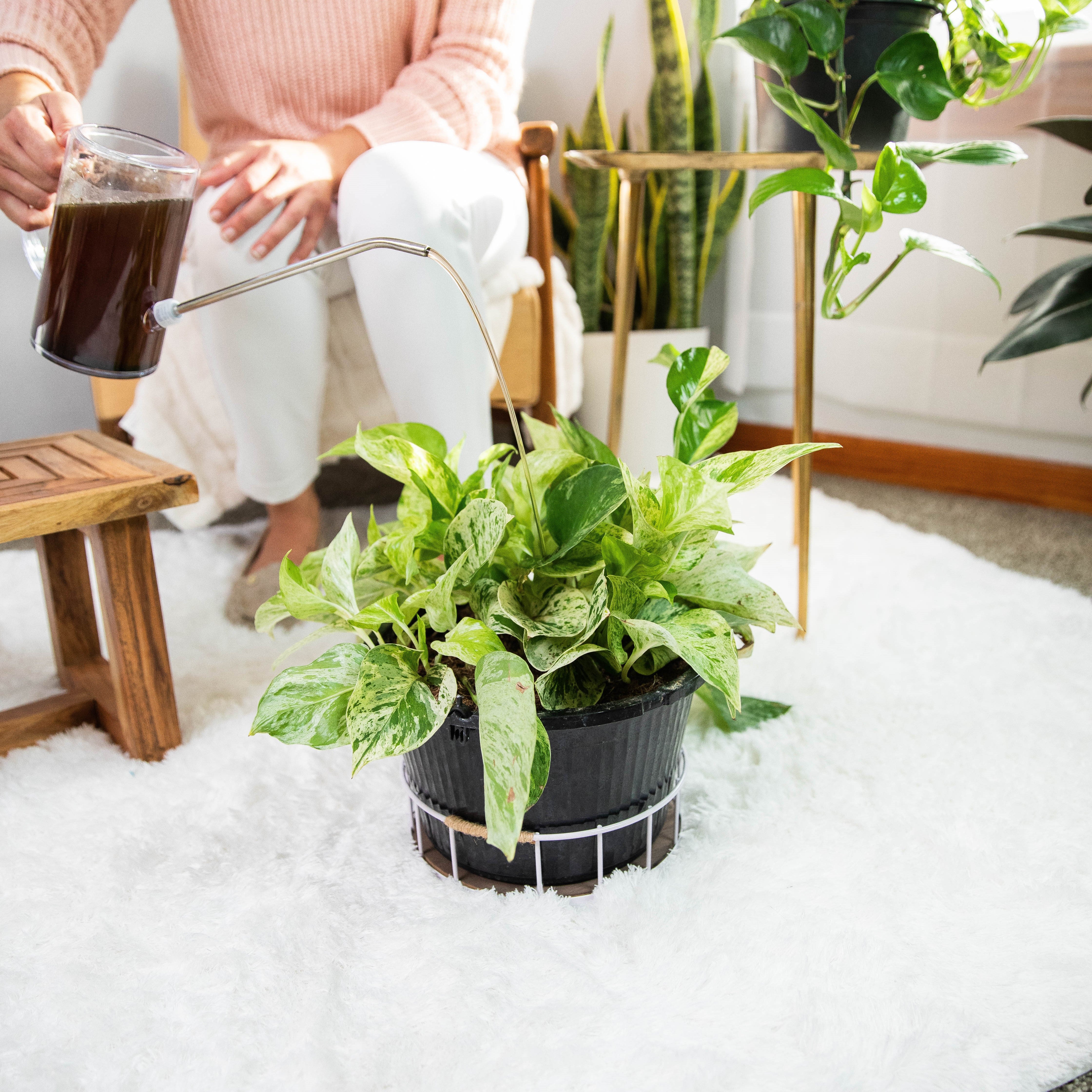 Instant Plant Support - Image 5