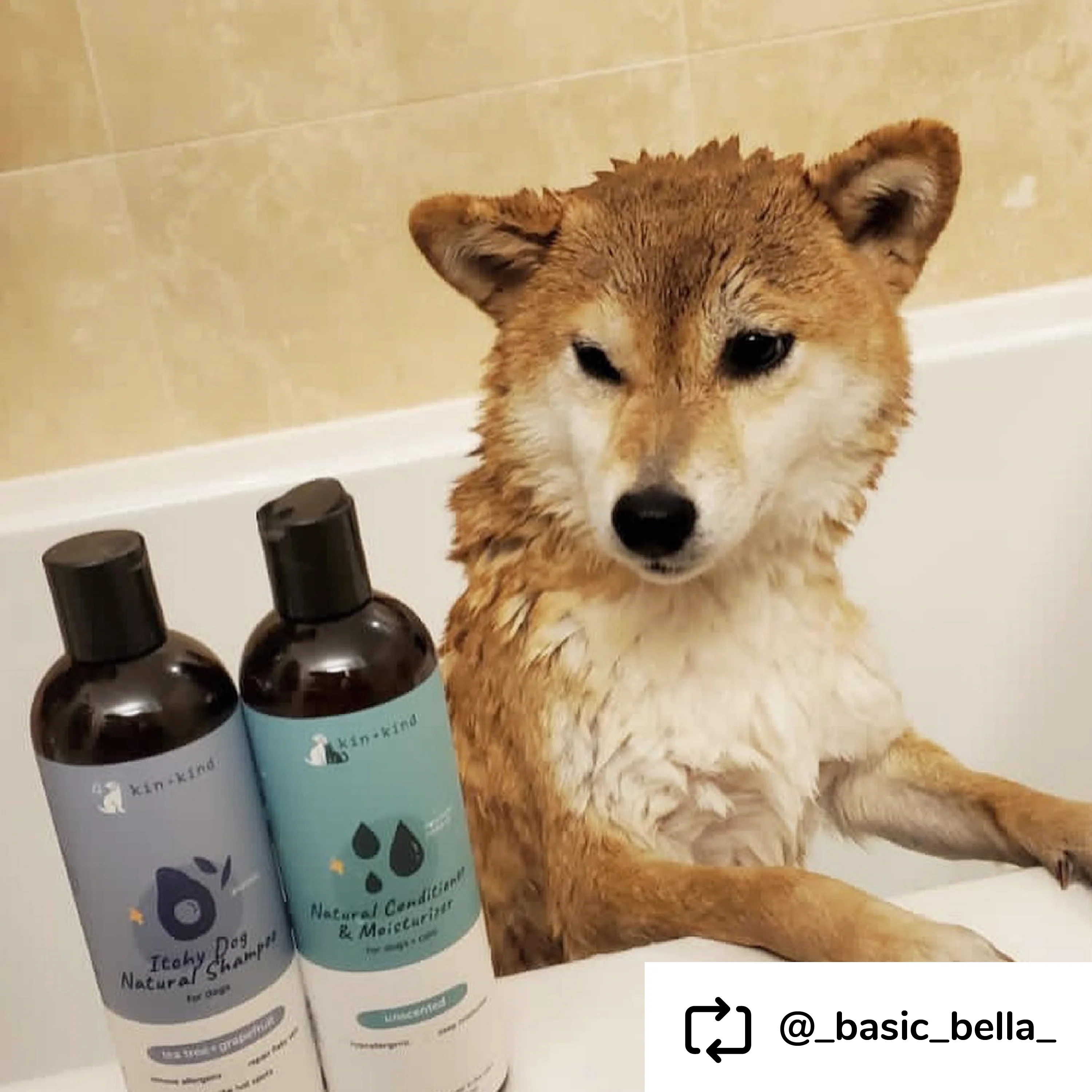 Itchy Dog Shampoo - Image 6