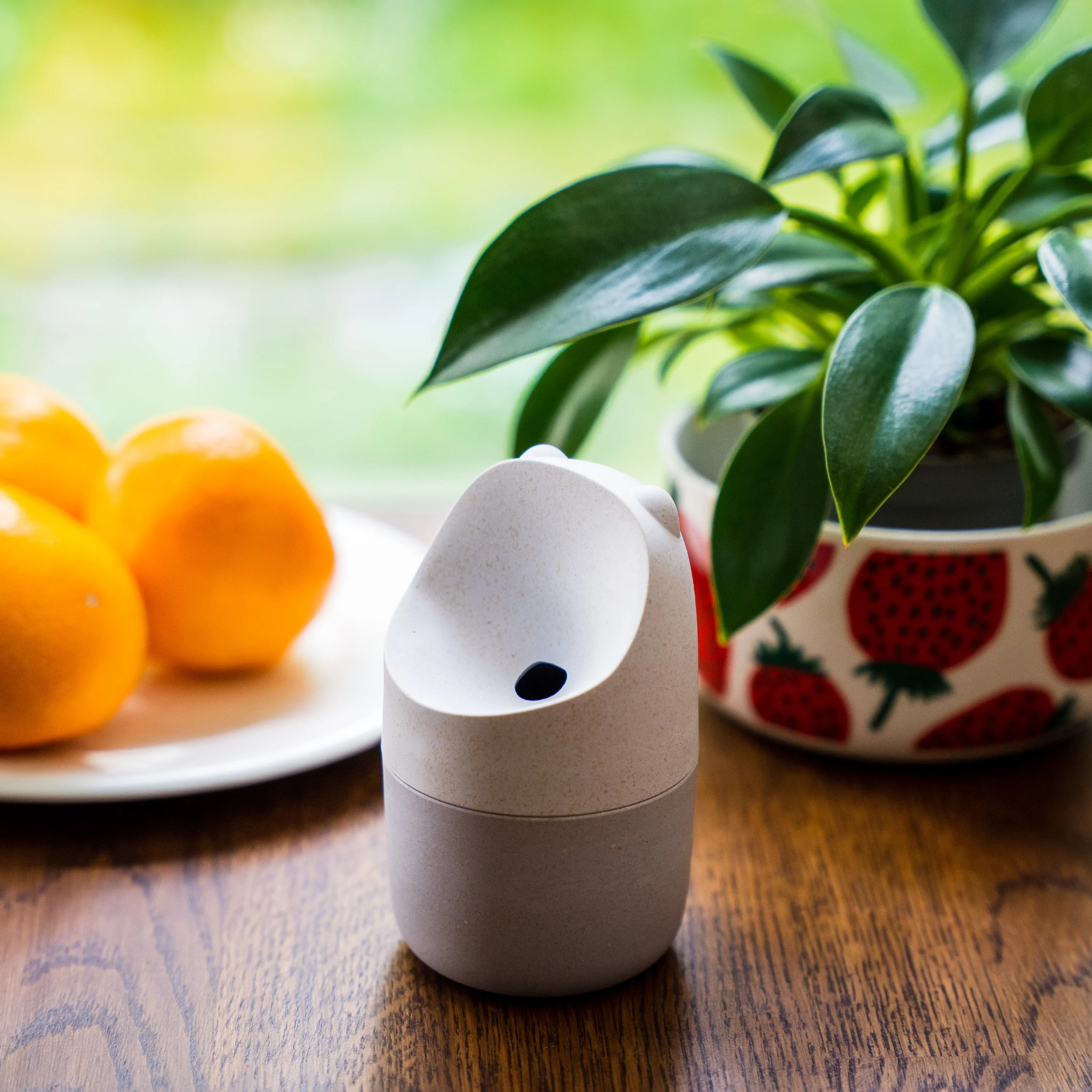 Konna Fly Trap - Image 4