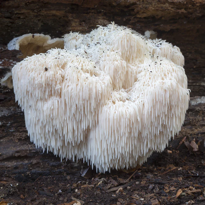 Lion's Mane Mushroom - Image 4