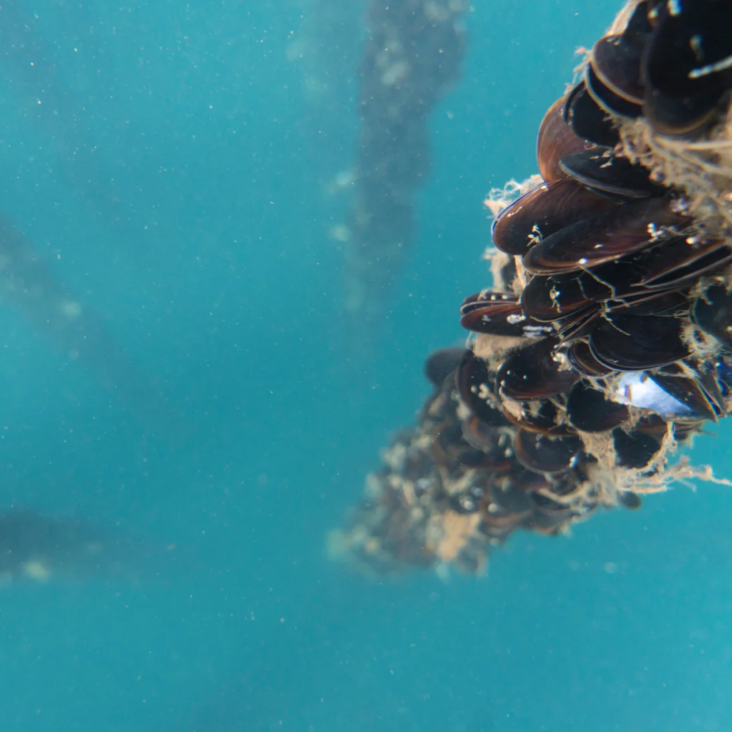 Mussels Smoked - Image 5