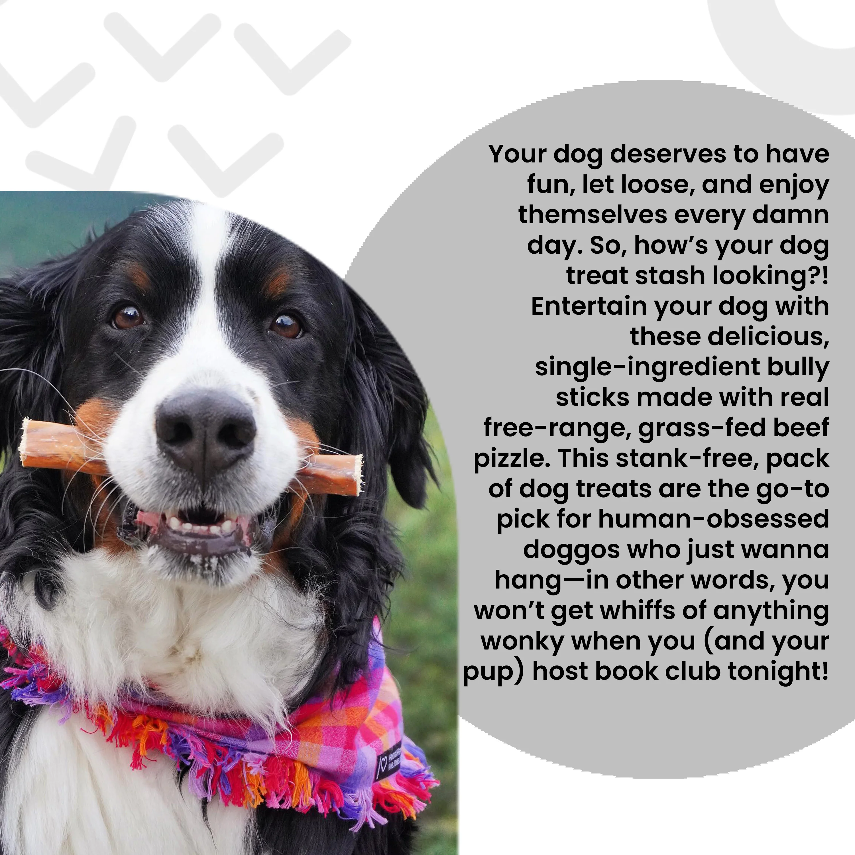 No Stink! Free Ranger Bully Stix Dog Chews, 6-in - Image 6