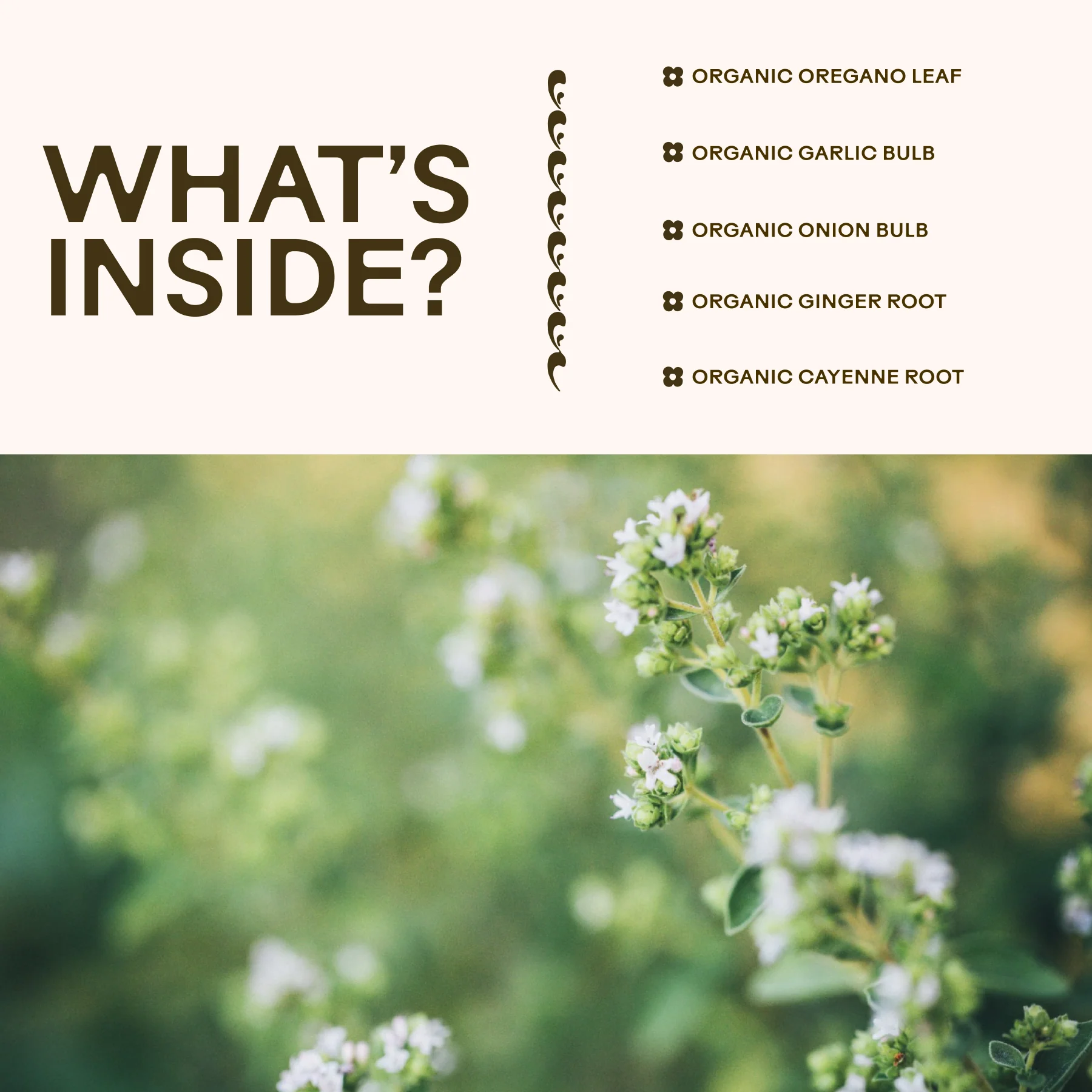 Oregano Daily Wellness - Image 5