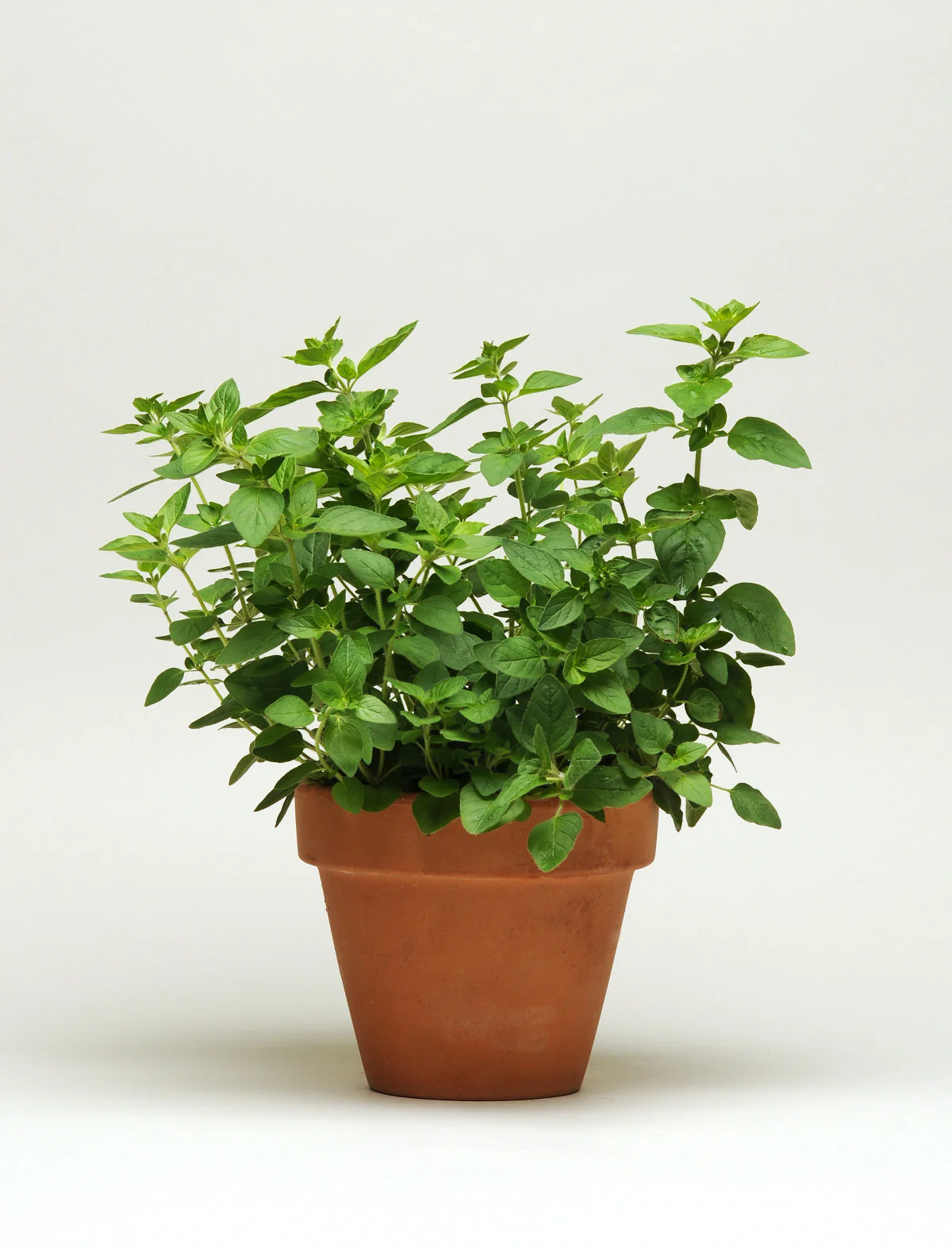 Drop & Gro Oregano Seed Pods – Herb Garden Grow Kit - Image 3