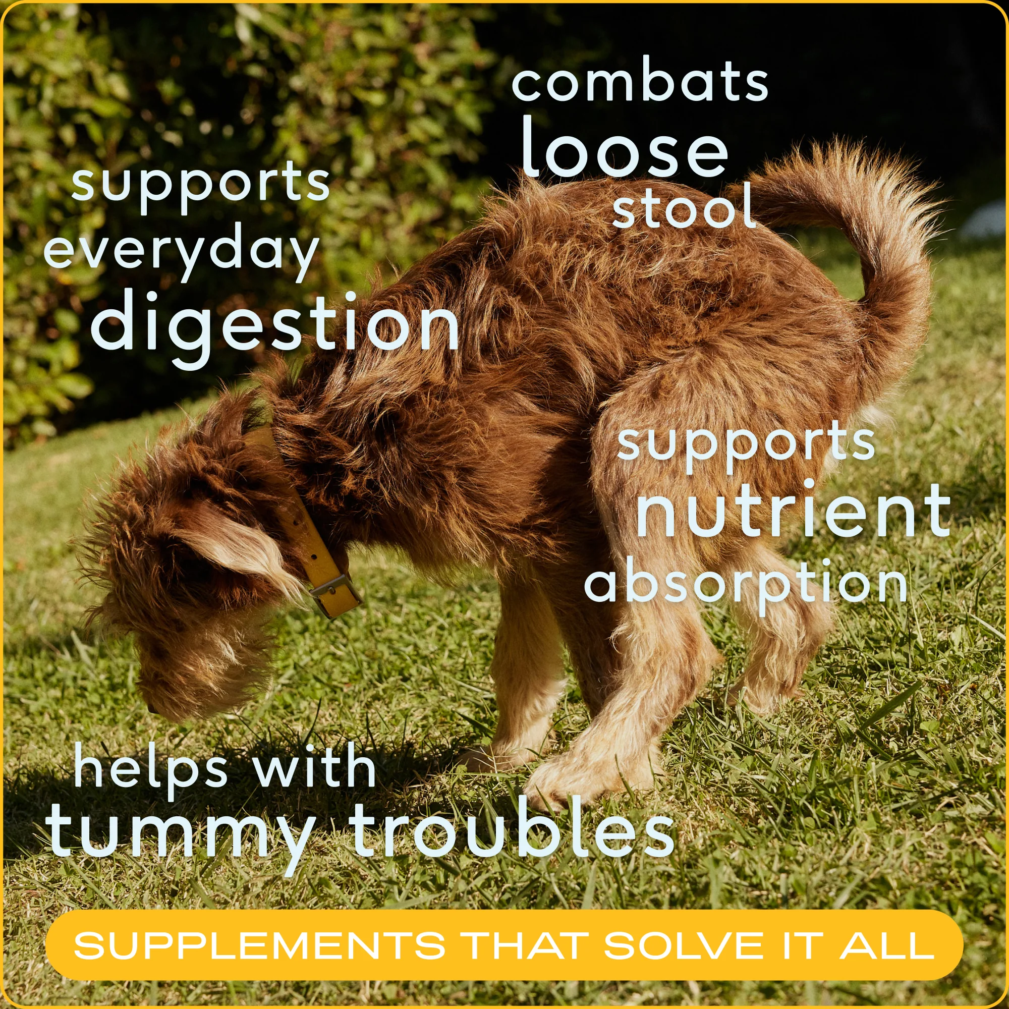 Organic Pumpkin Powder Topper for Dogs - Image 4