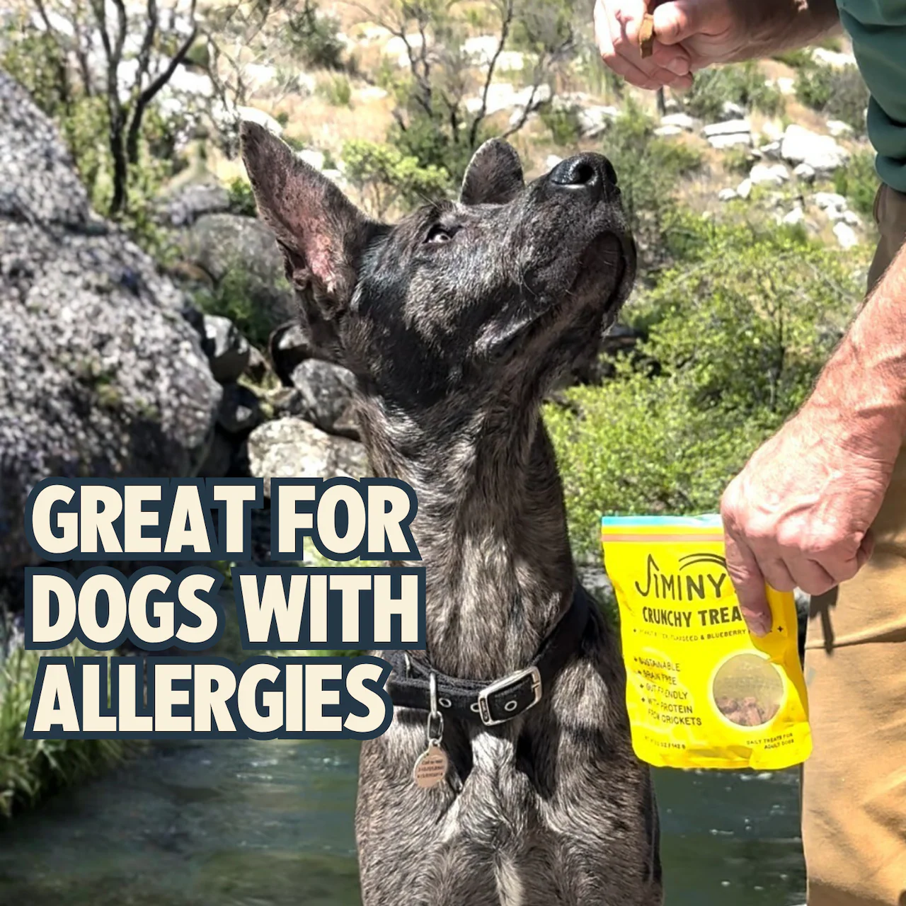Crunchy Peanut Butter & Blueberry Cricket Dog Treat - Image 5