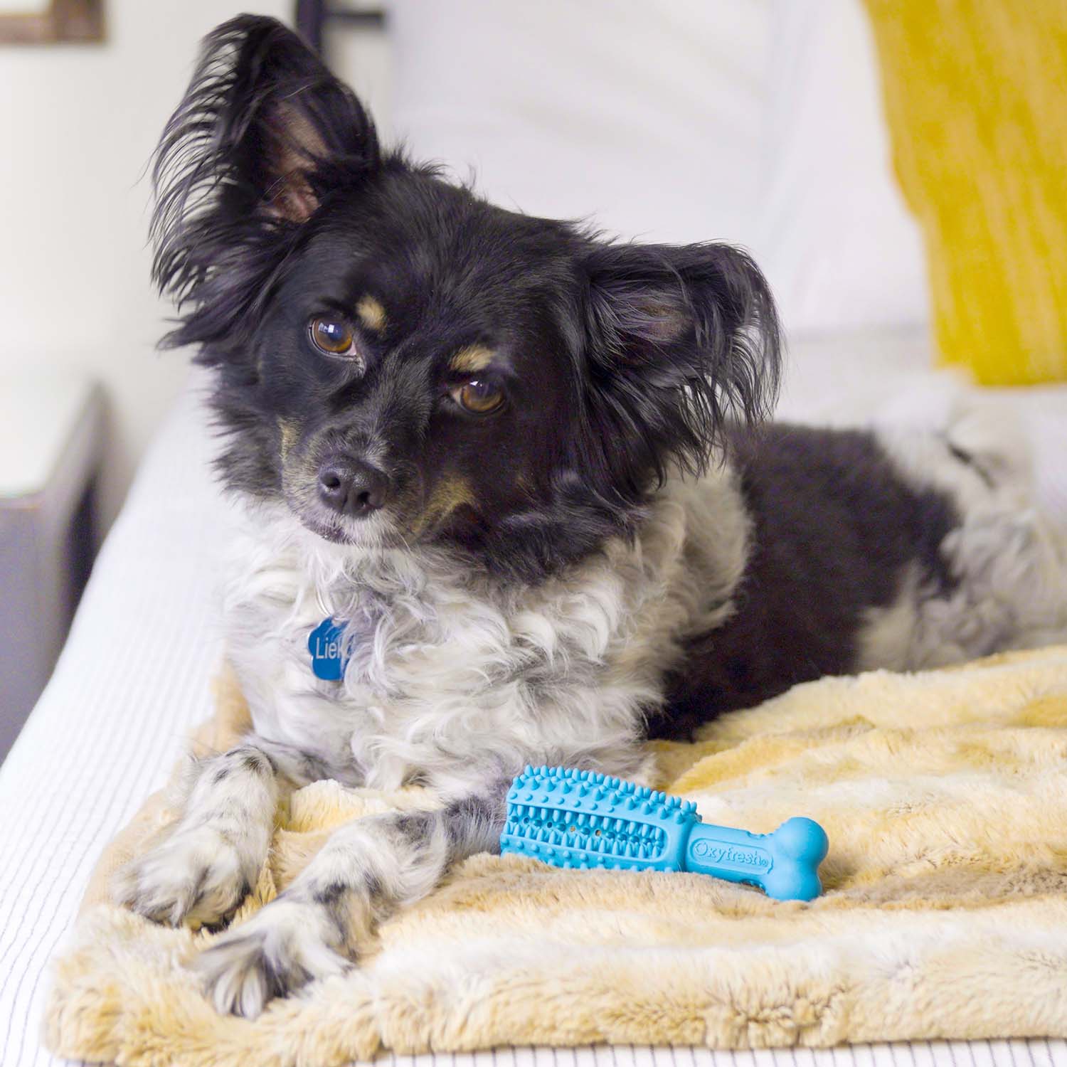 Pet Dental Chew Toy - Image 13
