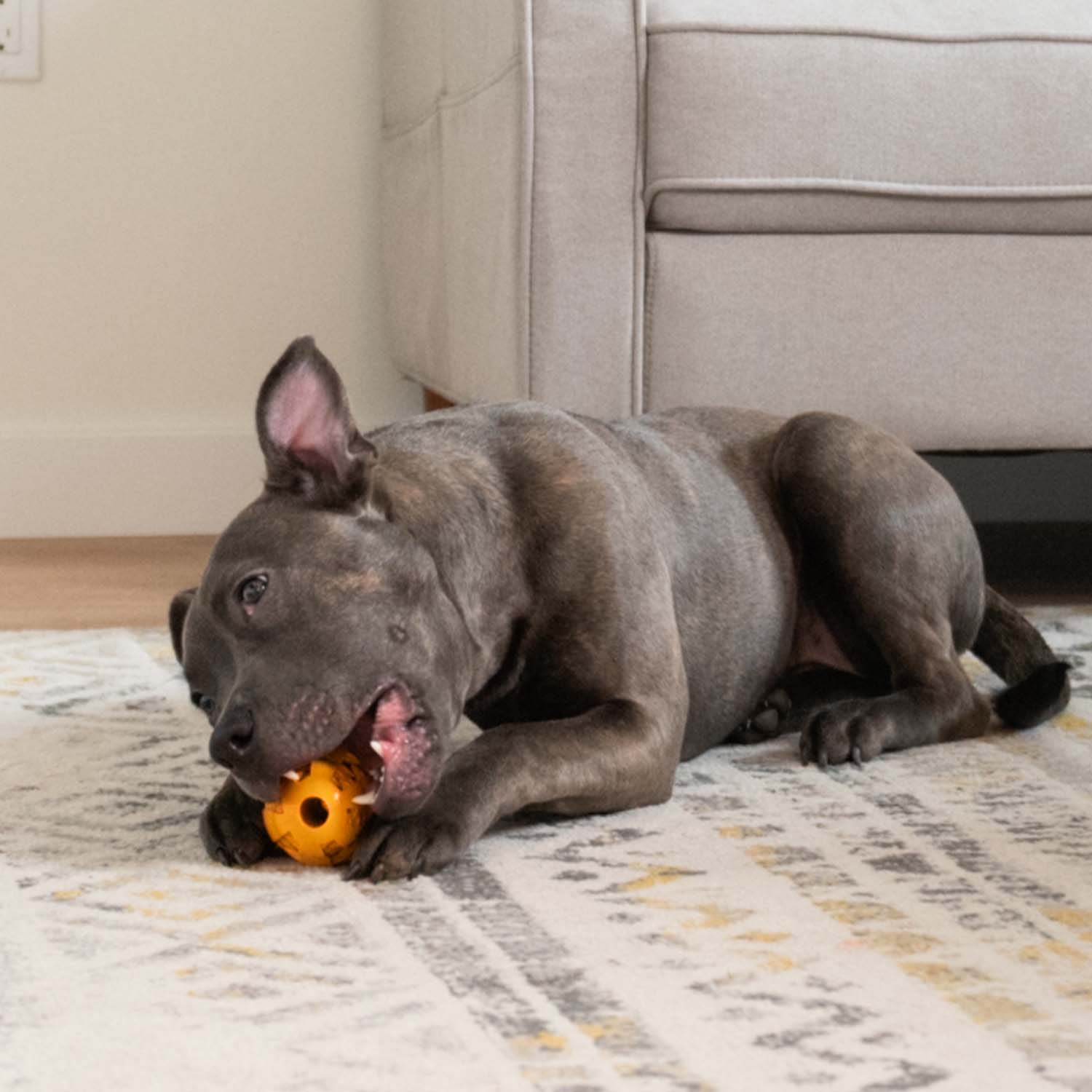 Pet Dental Chew Toy - Image 21