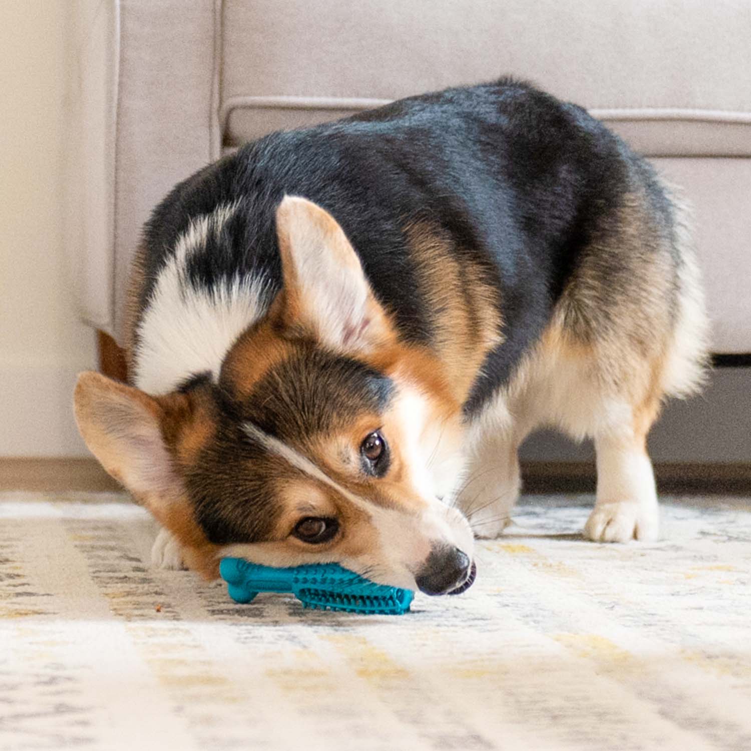Pet Dental Chew Toy - Image 6