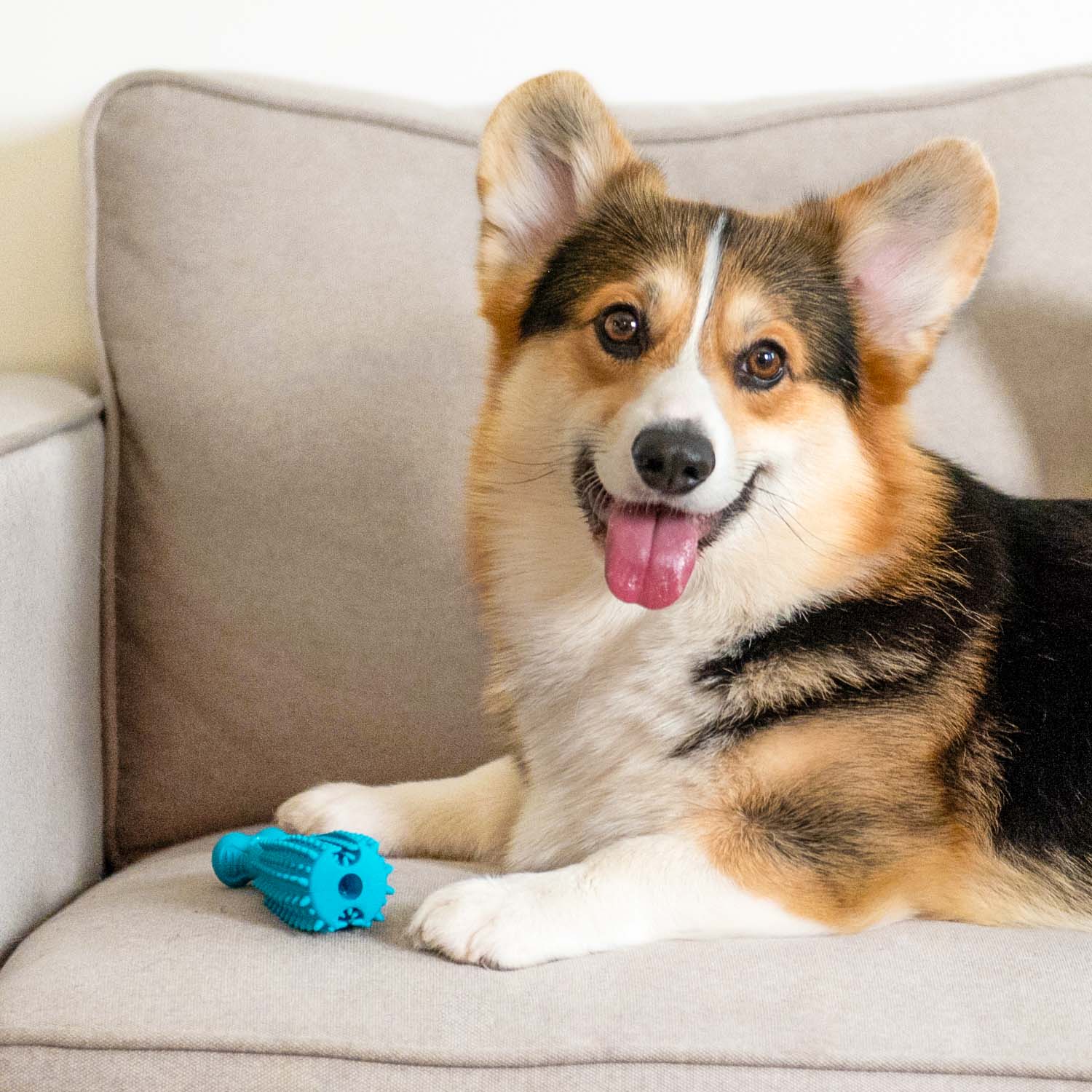 Pet Dental Chew Toy - Image 9