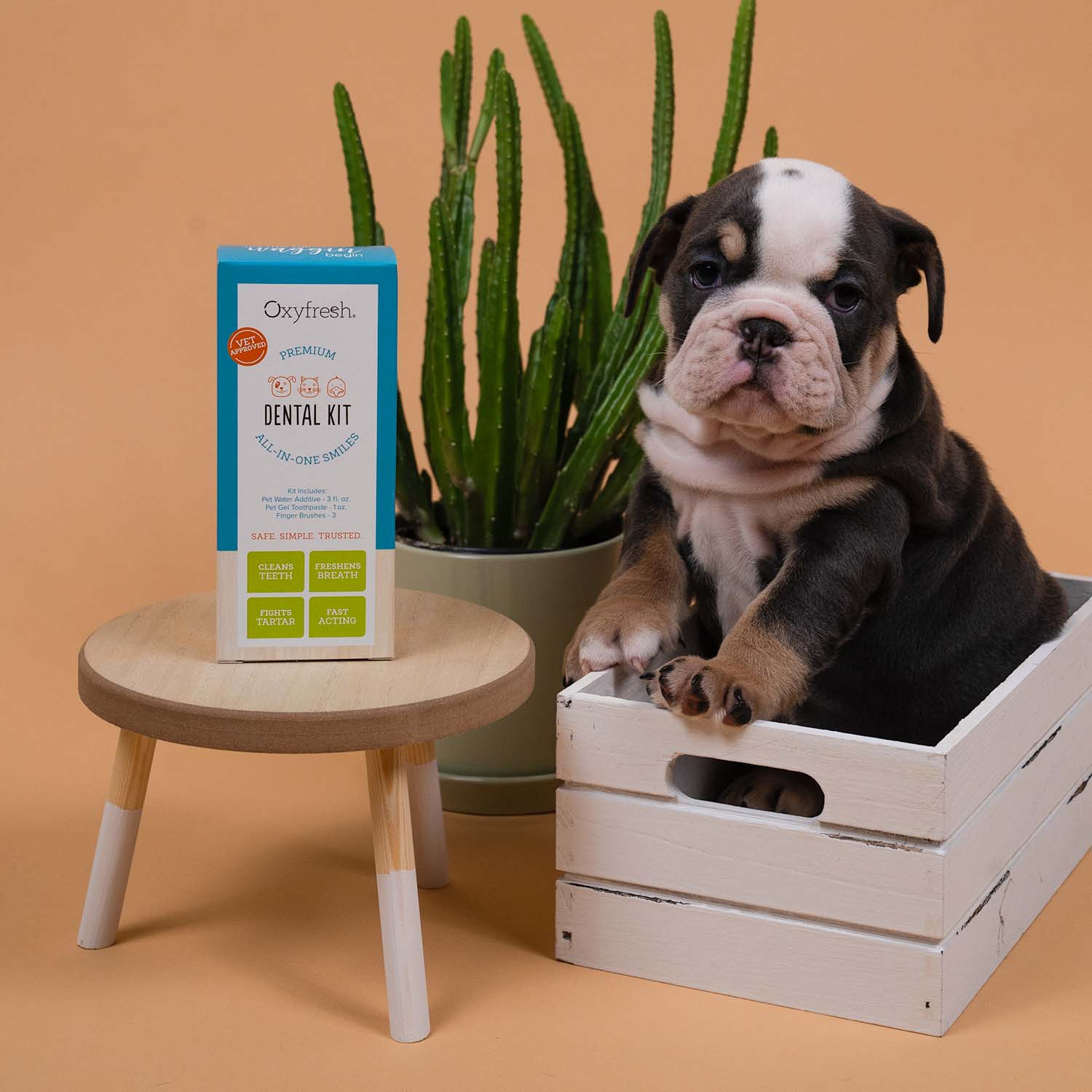 Pet Dental Kit - Image 4