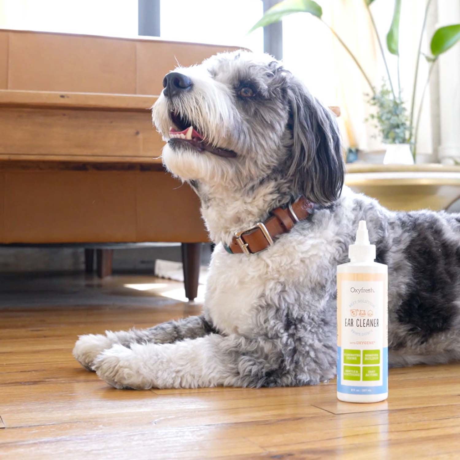 Pet Ear Cleaner Yeast-Fighting Ear Wash - Image 11