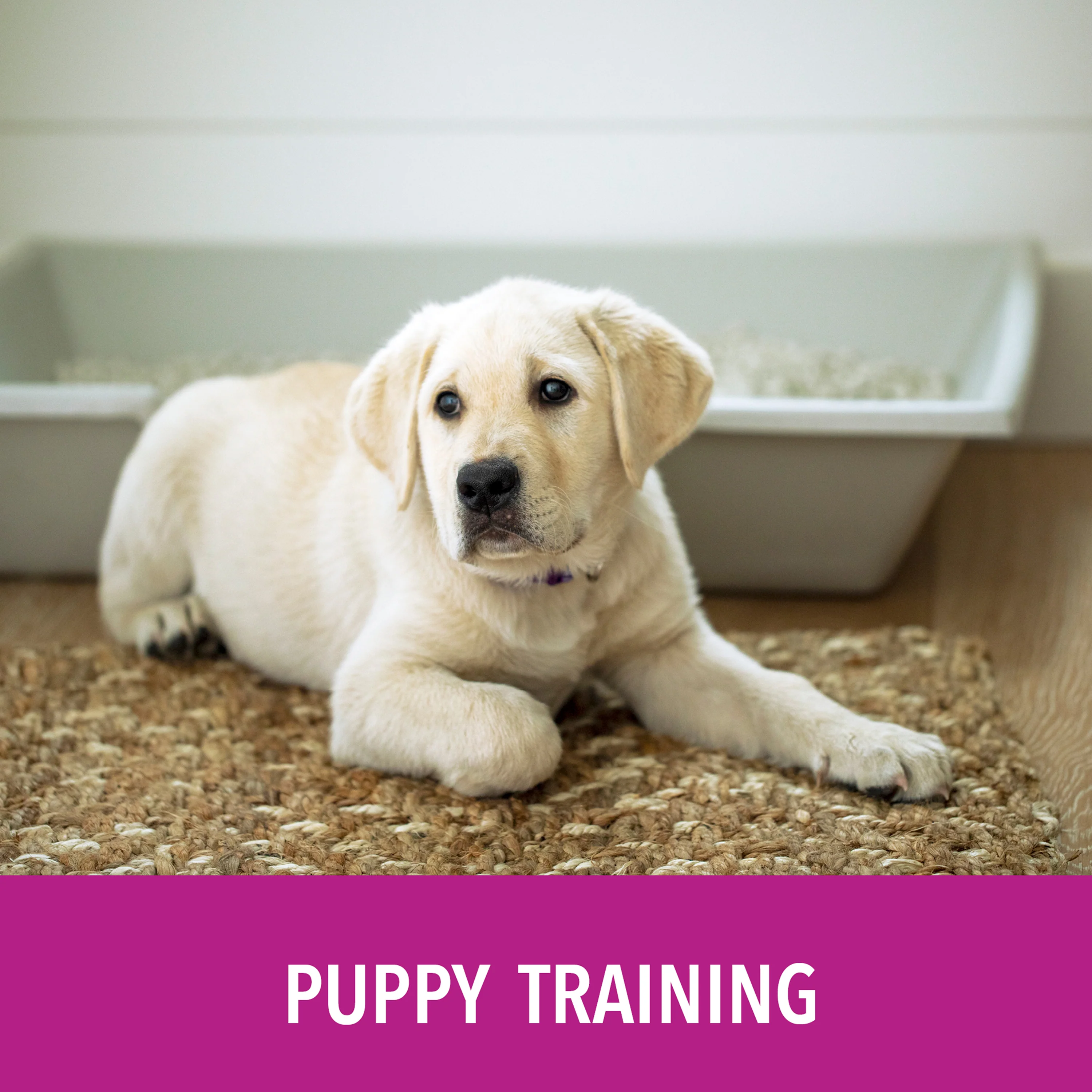 Potty Natural Paper Fiber Dog Litter - Image 7