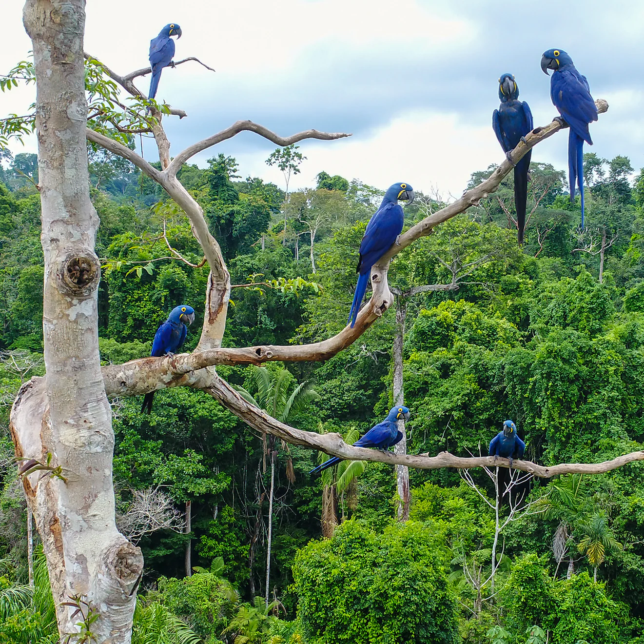 Protect the Brazilian Rainforest - Image 17