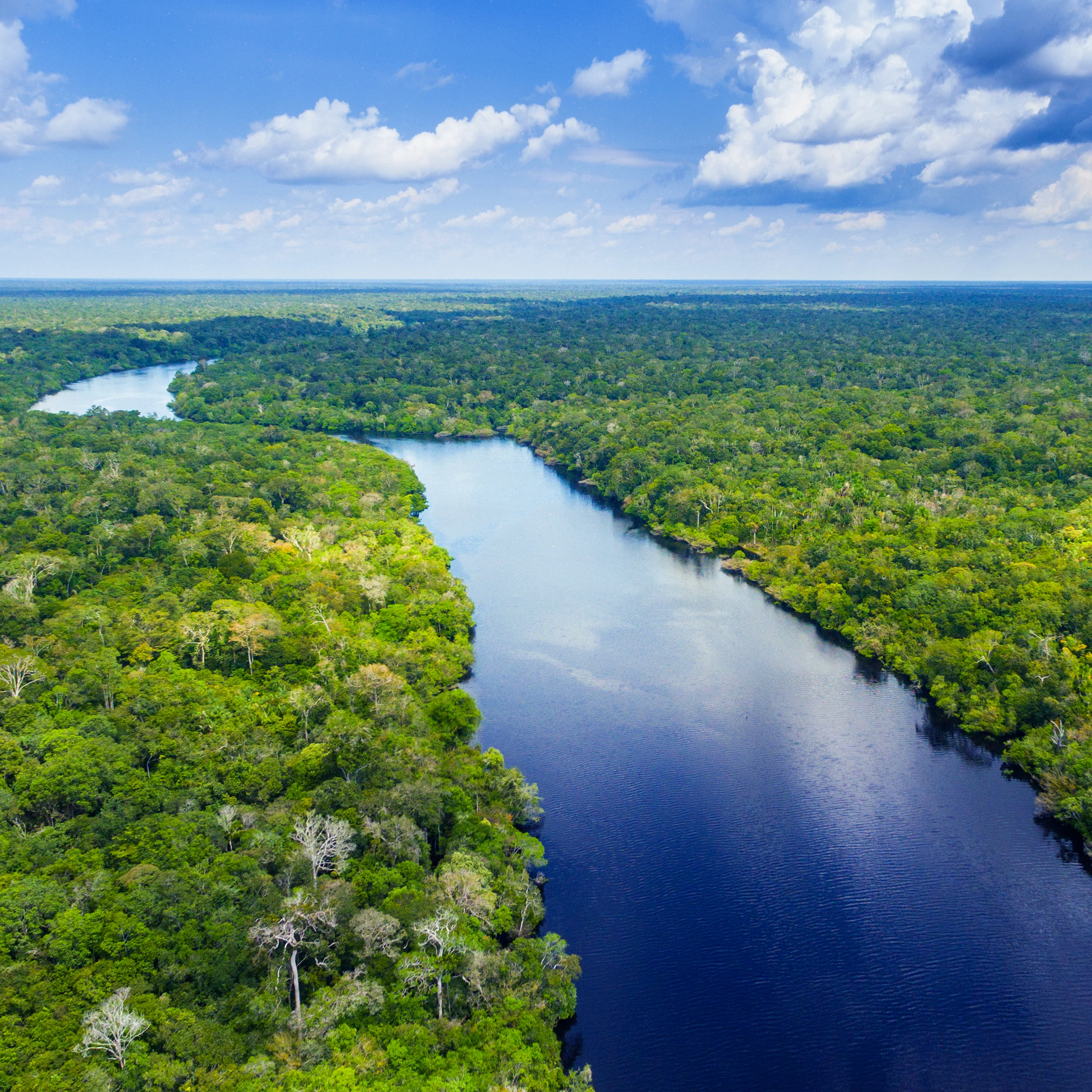 Protect the Brazilian Rainforest - Image 3