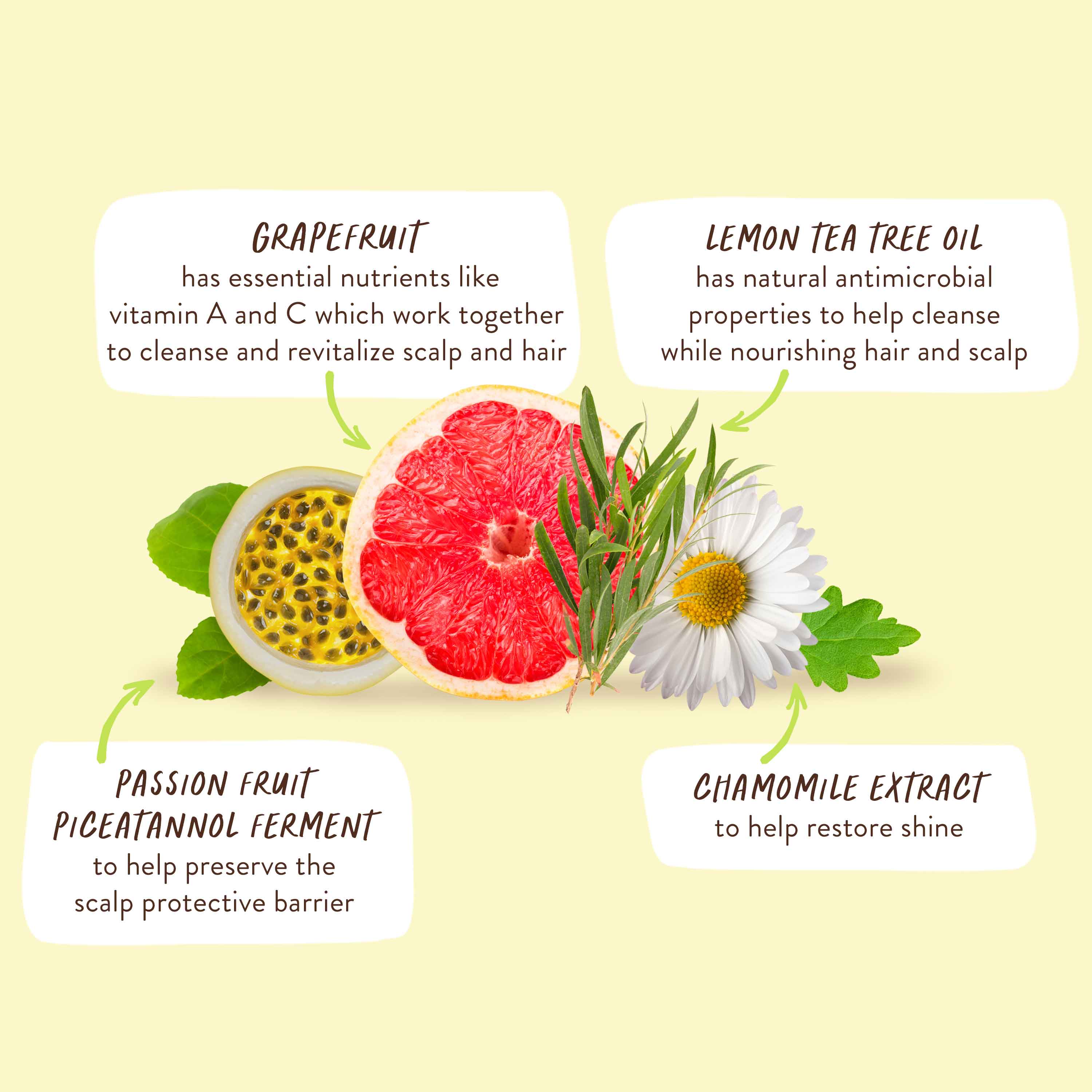 Purifying Shampoo for Flat, Oily hair - Image 6