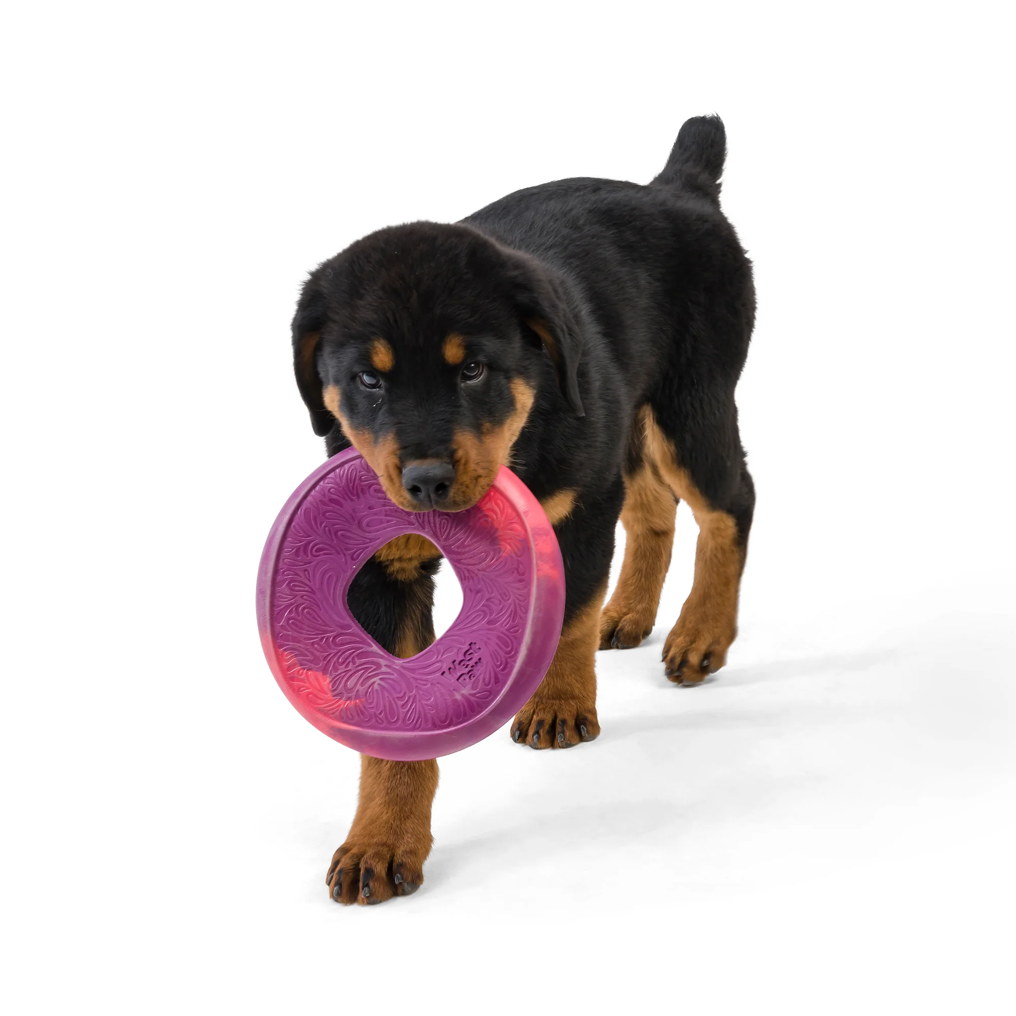 Sailz® The Perfect Fetch Flyer Dog Toy made from Ocean-Bound Recycled Plastic - Image 5