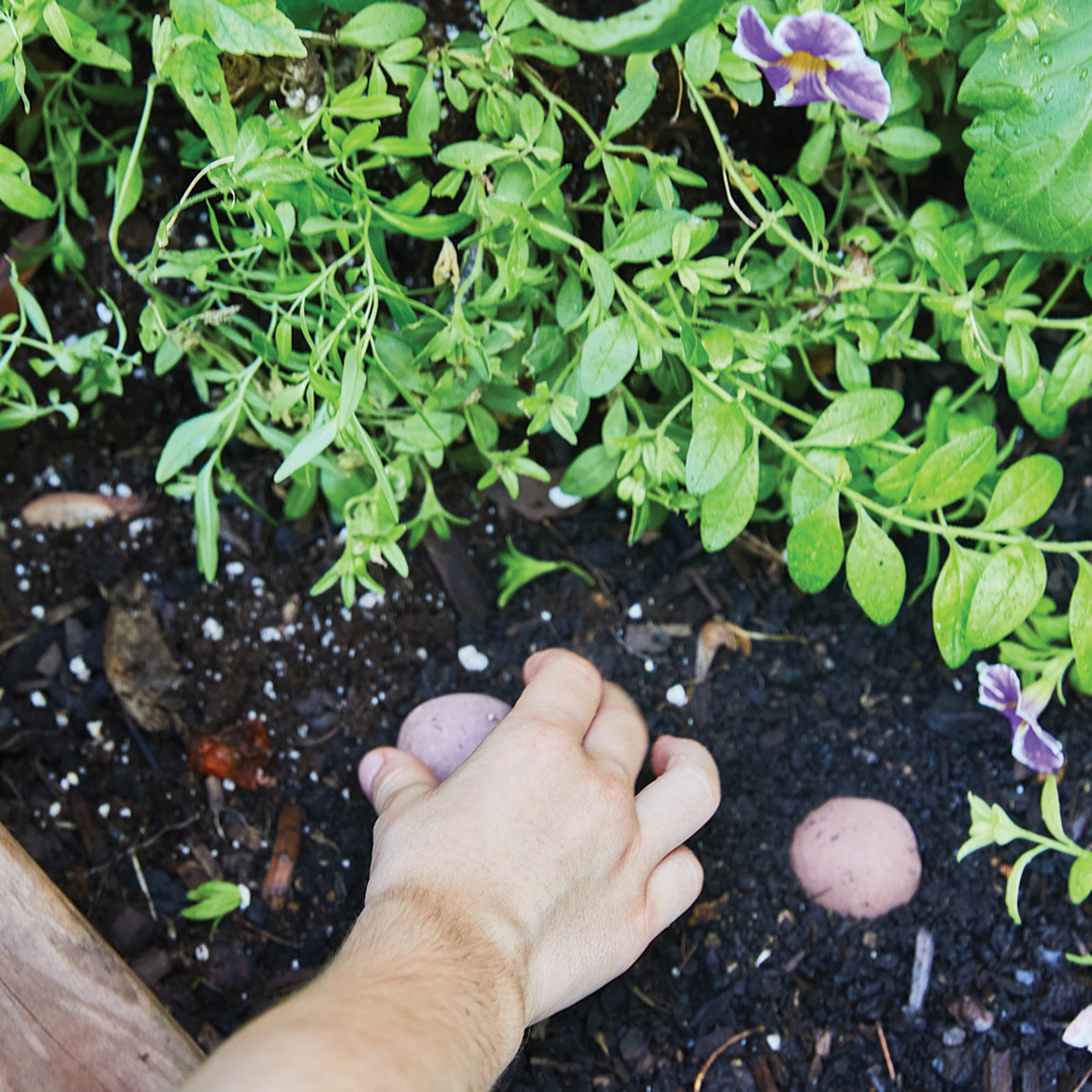 Seed Bomb - Grow Good Times - Image 3