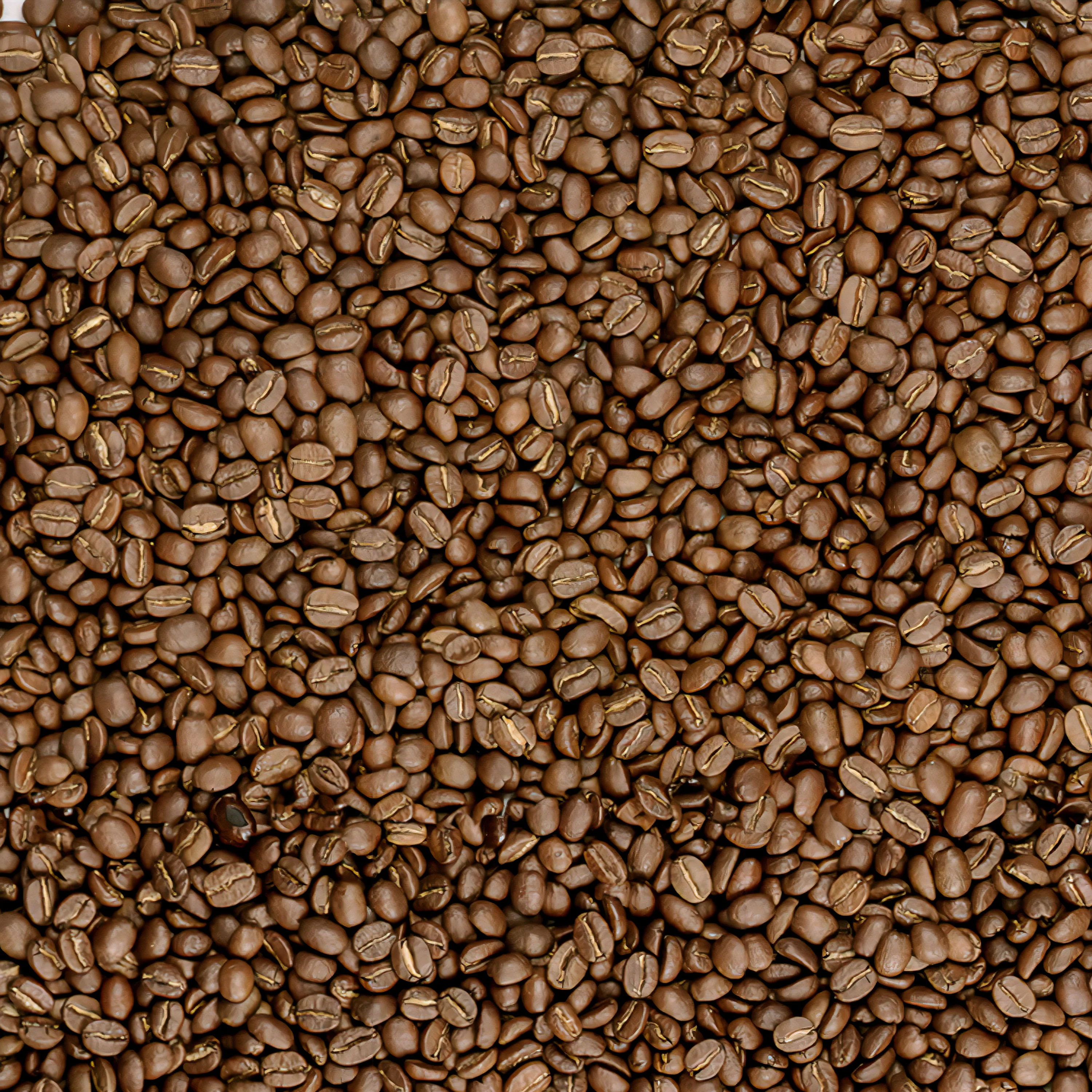 Songbird Guatemalan Light Roast Whole Bean Coffee - Image 3