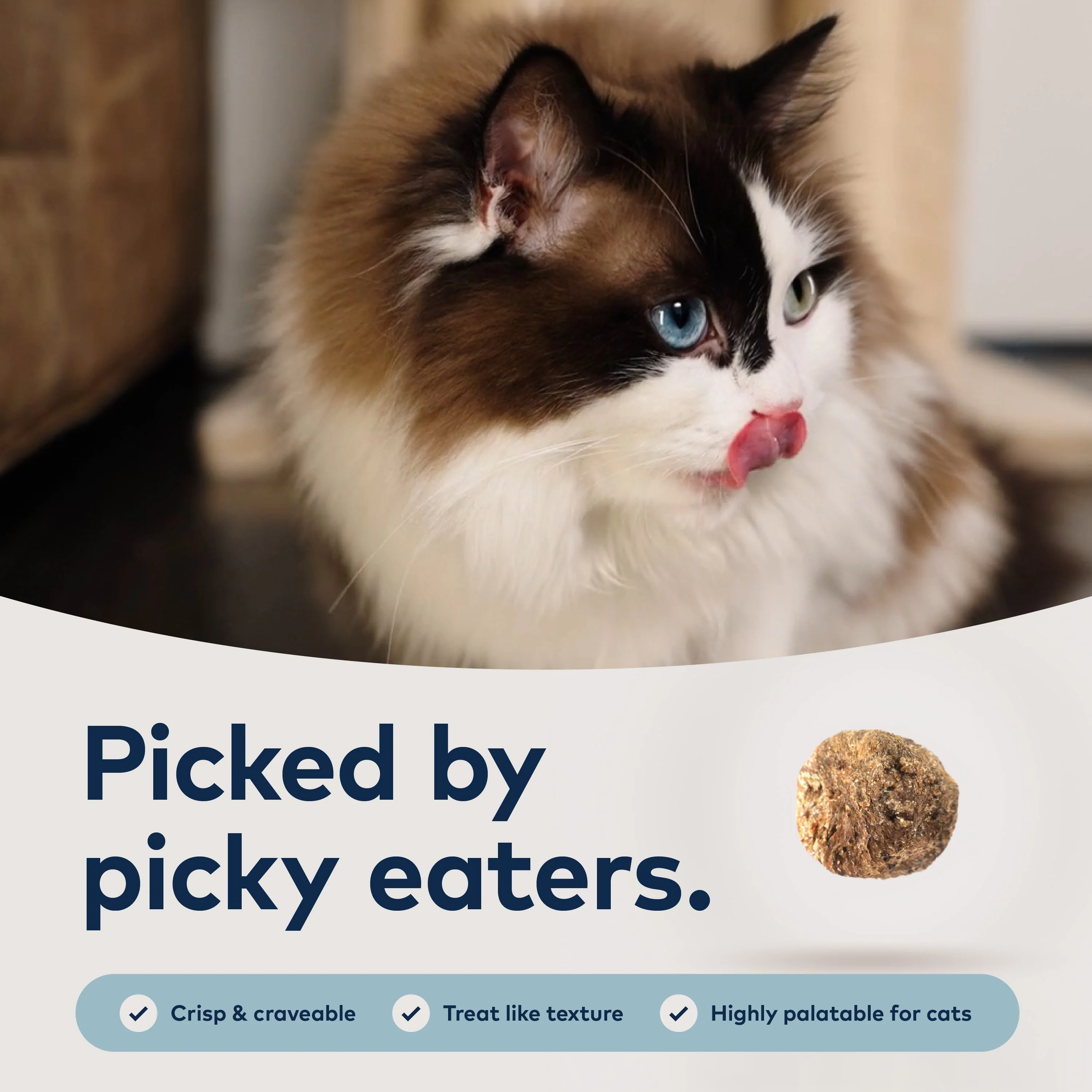 Steam & Dried Cat Food - Cage-Free Chicken w/ Mackerel – High Protein, Skin & Coat Health, Low Carb, for All Life Stages - Image 2