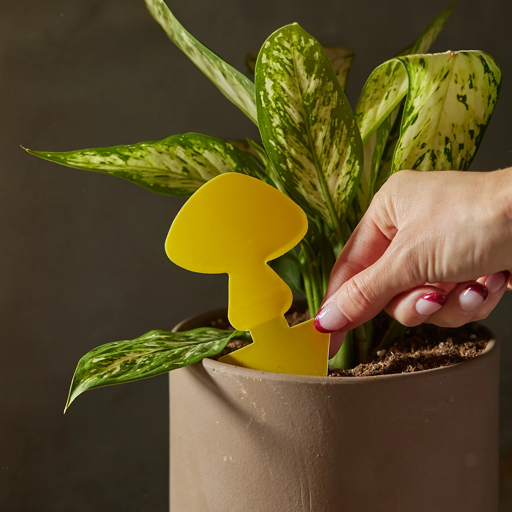 Sticky Traps to Trap Indoor and Greenhouse Pests - Image 5