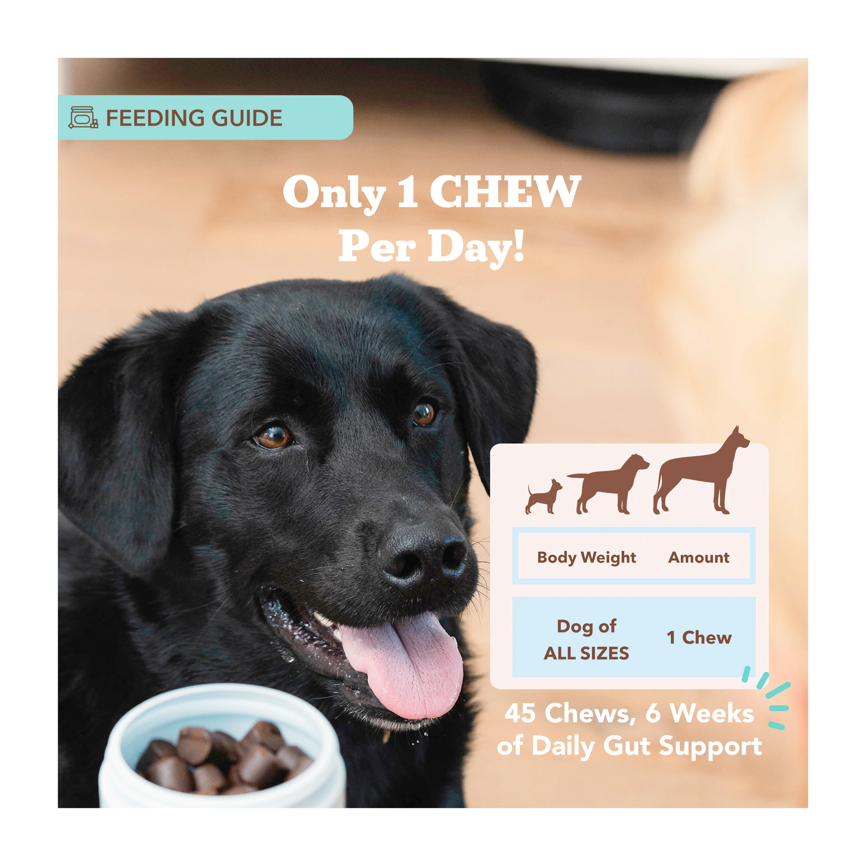 Gut Health & Digestion Dog Probiotics - Image 5