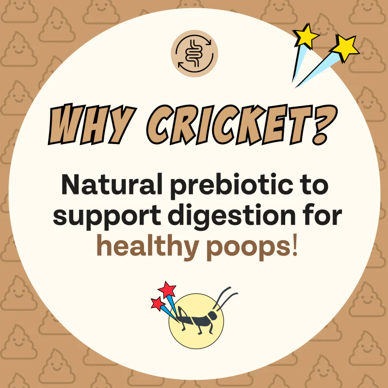 Superfood Cricket & Peanut Butter Dog Treats - Image 10