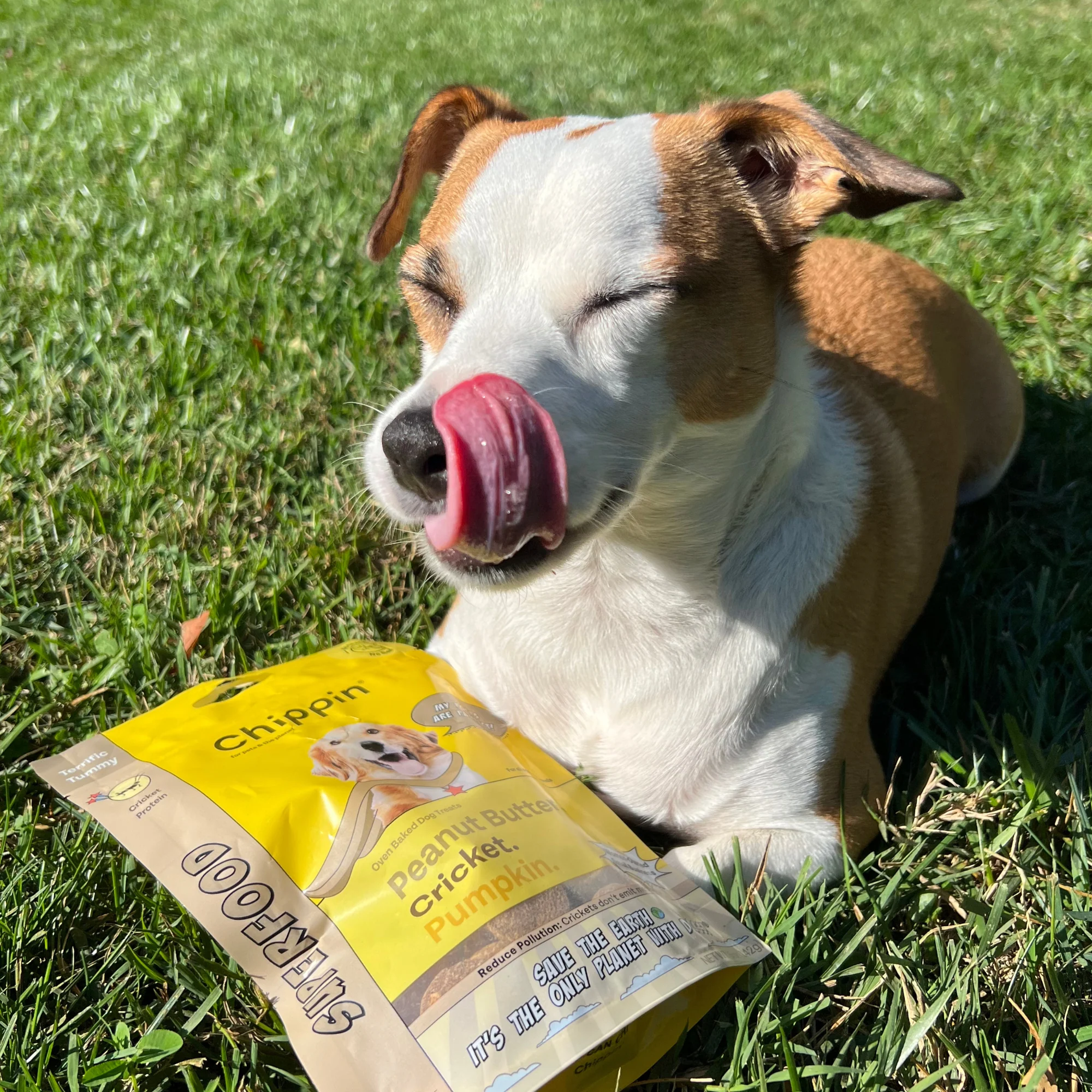 Superfood Cricket & Peanut Butter Dog Treats - Image 5