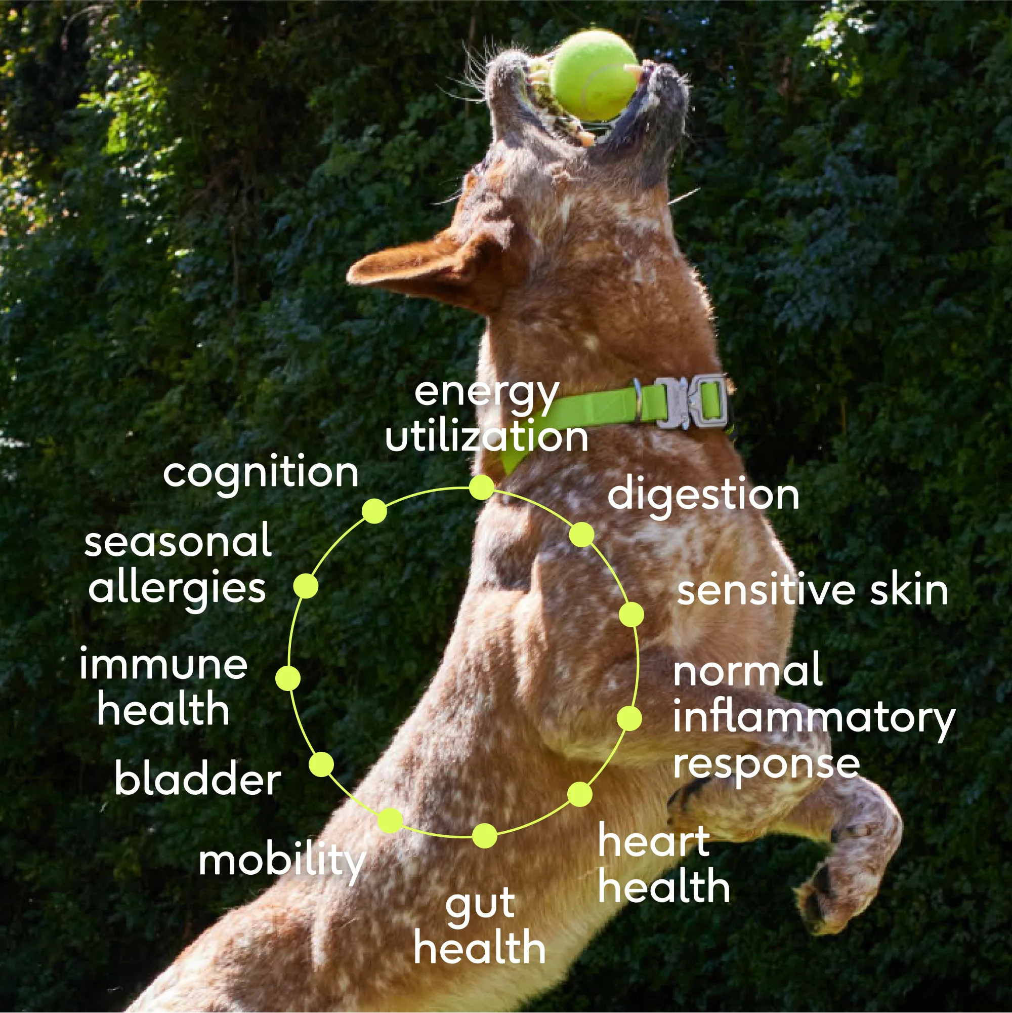 The Daily Multivitamin for Dogs - Image 4
