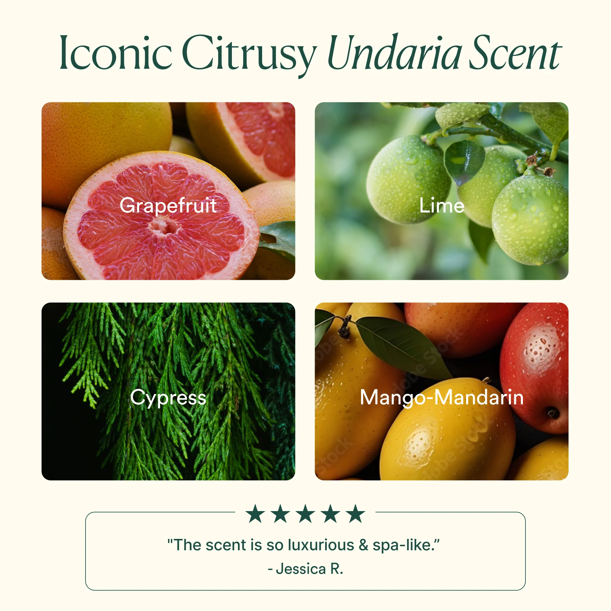 Undaria Algae™ Body Oil - Image 18