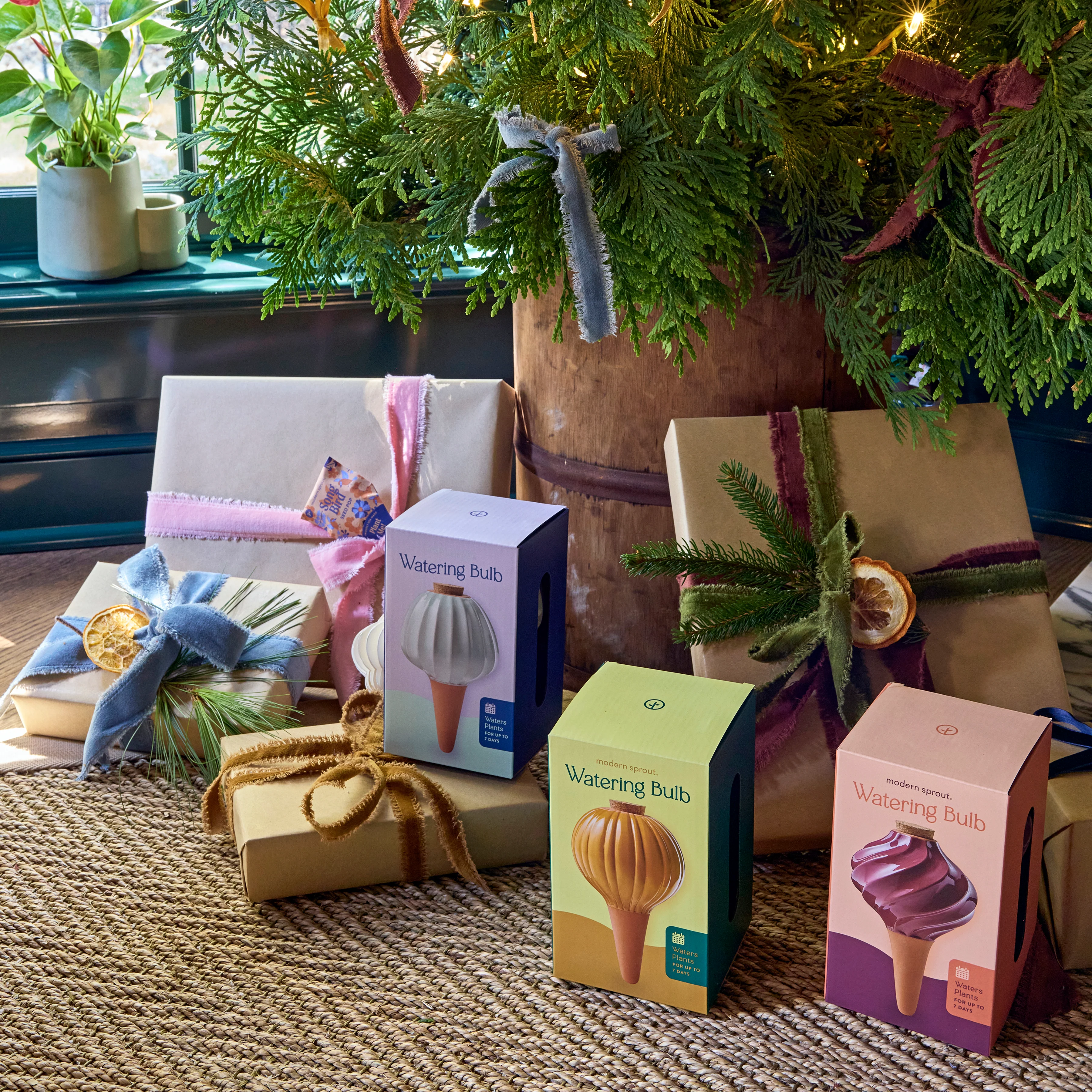 Watering Bulbs, Variety Pack - Image 4